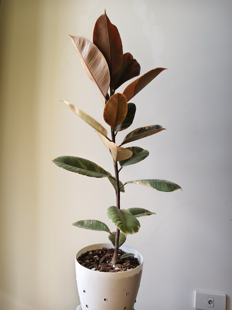 A variegated rubber plant in a white pot against a wall, the wall visibly brighter on one side than the other
