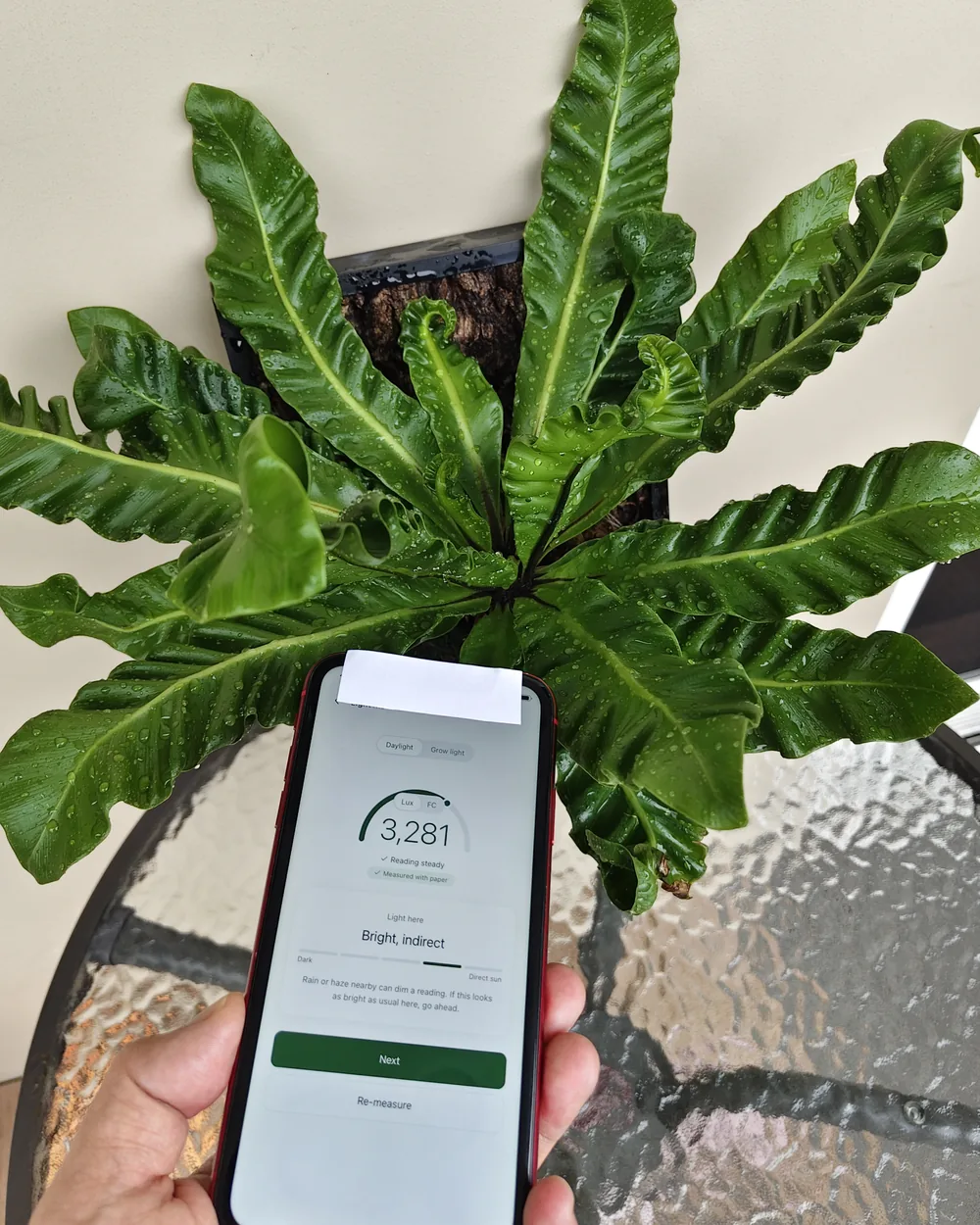 An iPhone lying screen-up under a bird's nest fern with a folded sheet of white paper over the front camera, reading 3,281 lux and Bright, indirect