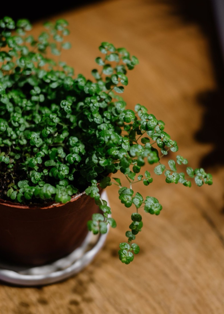 A close view of a baby's tears plant in a terracotta pot, its leaves so densely packed that almost no stem is visible between them