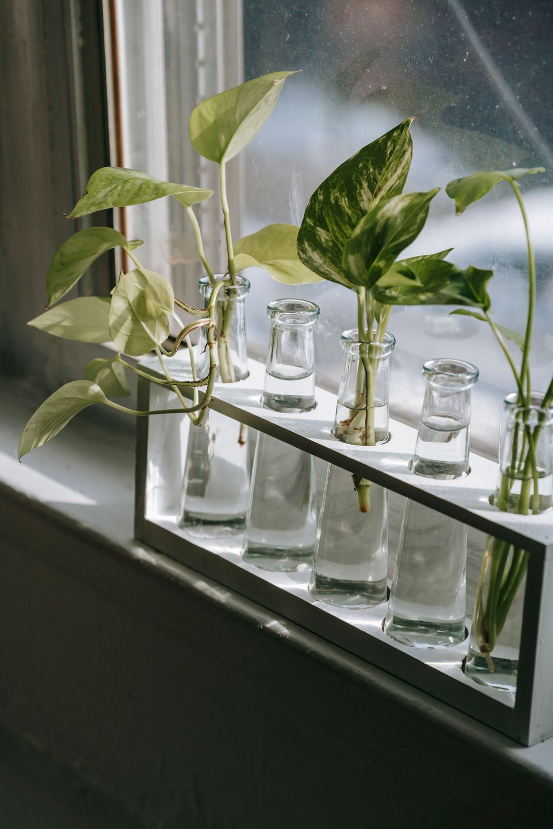 A row of glass bottles on a windowsill holding pothos cuttings rooting in water, sunlight coming through the glass behind them