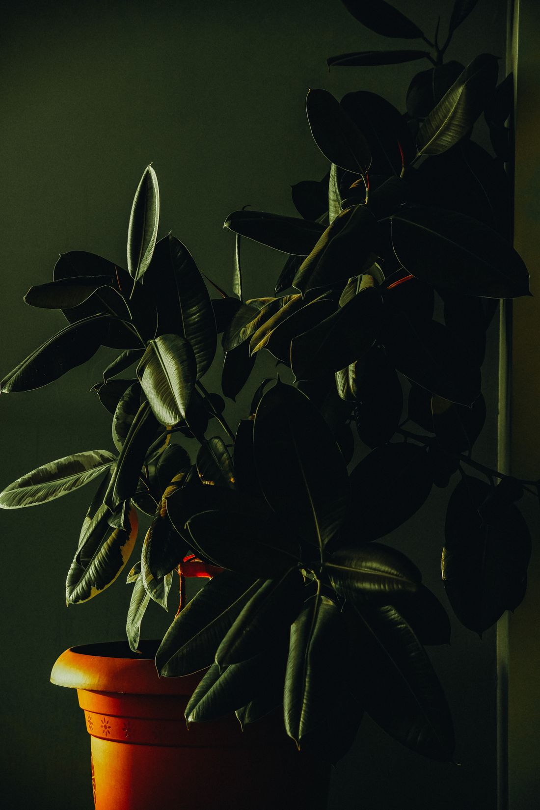 A rubber plant in a terracotta pot lit from one side in a dim room, casting a hard shadow on the wall behind it