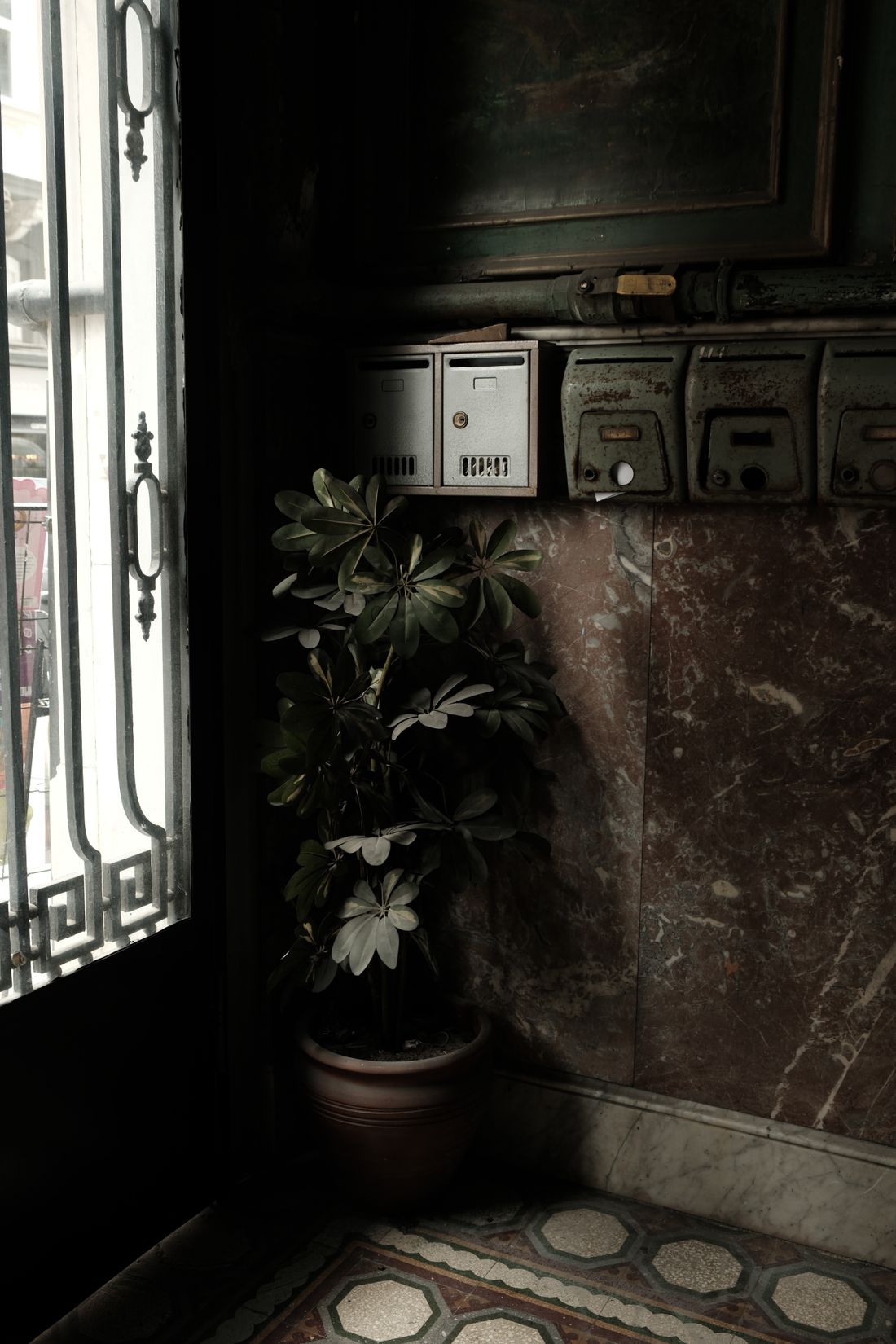 A schefflera in a clay pot standing in the dark corner of a tiled entrance hall beside a row of letterboxes, with a glazed door to its left