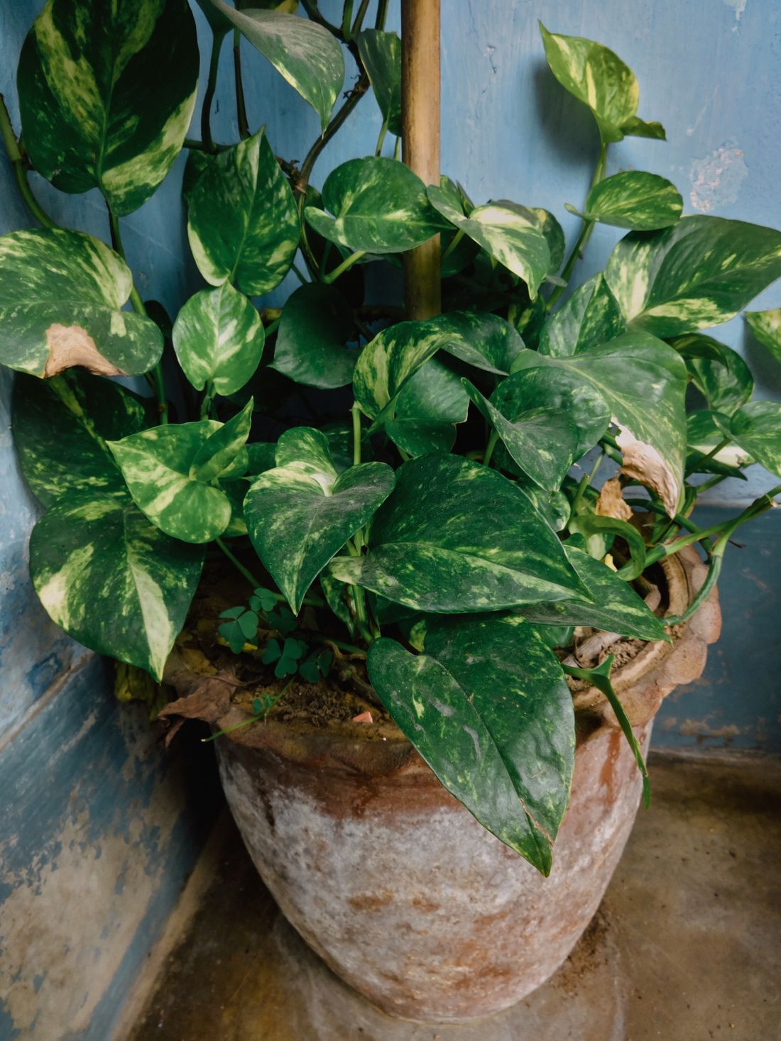 A large variegated pothos in a weathered clay pot filling the corner of a blue-painted room, several older leaves dried to brown