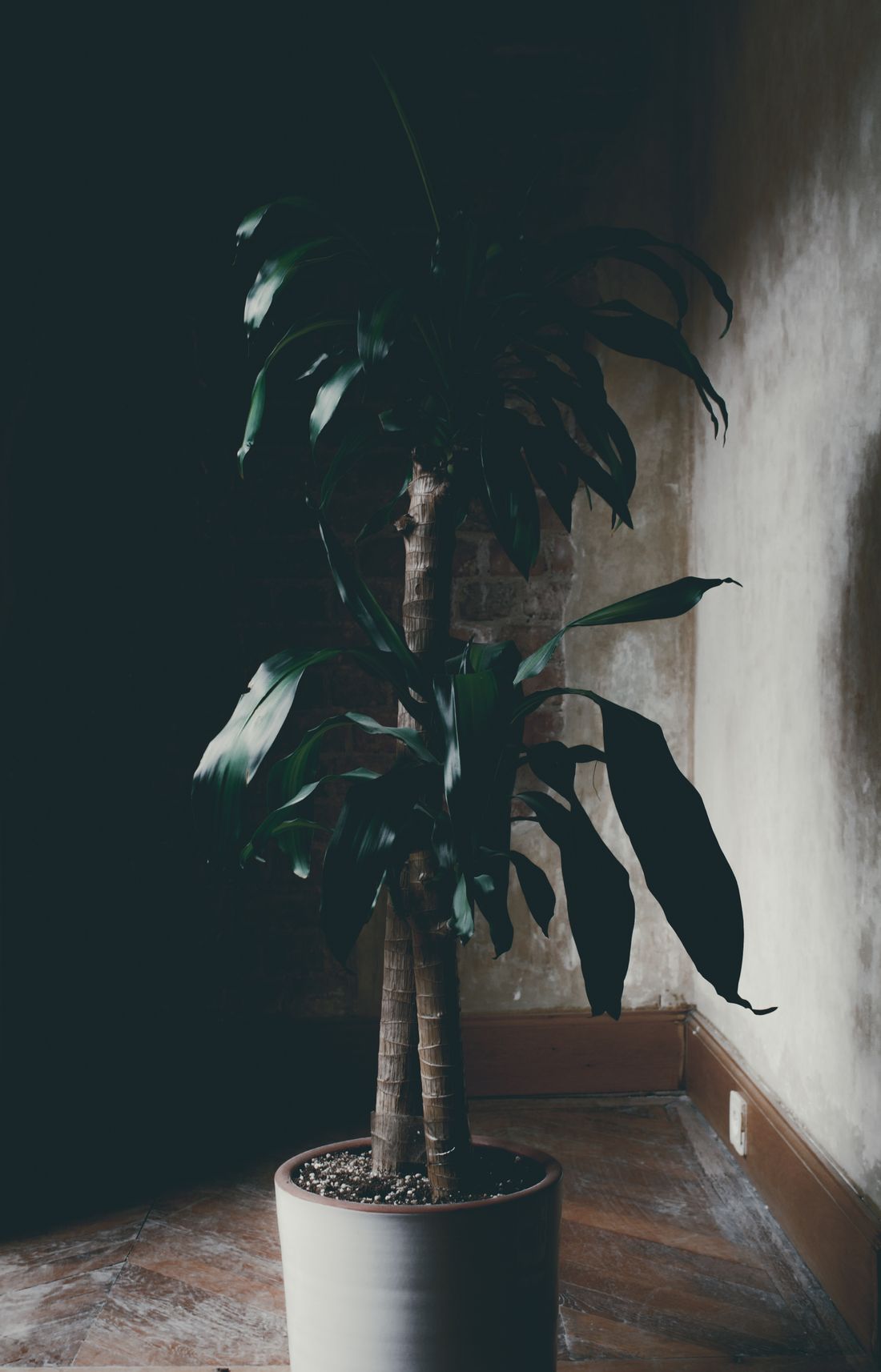 A tall dracaena in a pale pot standing in a dark corner, with daylight falling on the wall to its right from a window out of frame