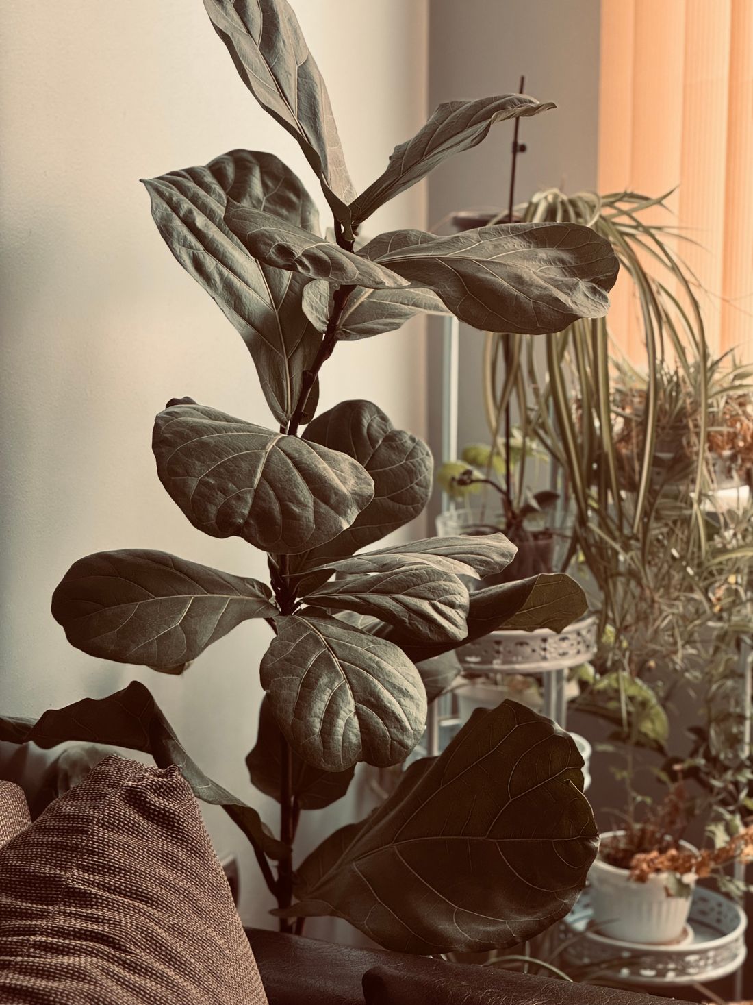 A tall fiddle leaf fig standing against a wall in warm dim light, with a shelf of other plants nearer the curtained window to its right
