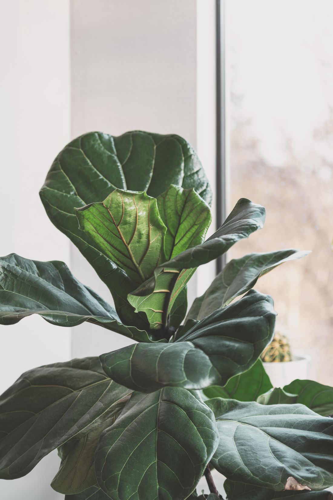A fiddle leaf fig at a bright window with a new leaf unfurling at the crown, paler and red-veined against the dark mature leaves
