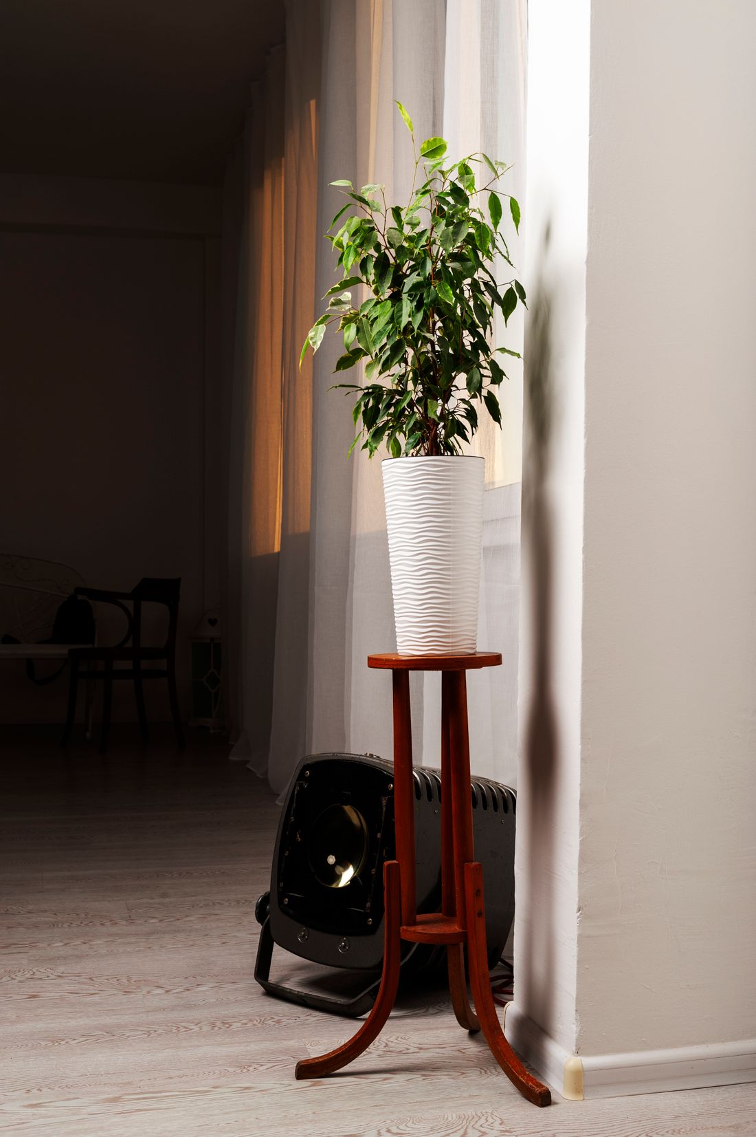 A weeping fig on a wooden stand pressed against a sheer curtain with sunlight striking it, the rest of the room falling away into shadow