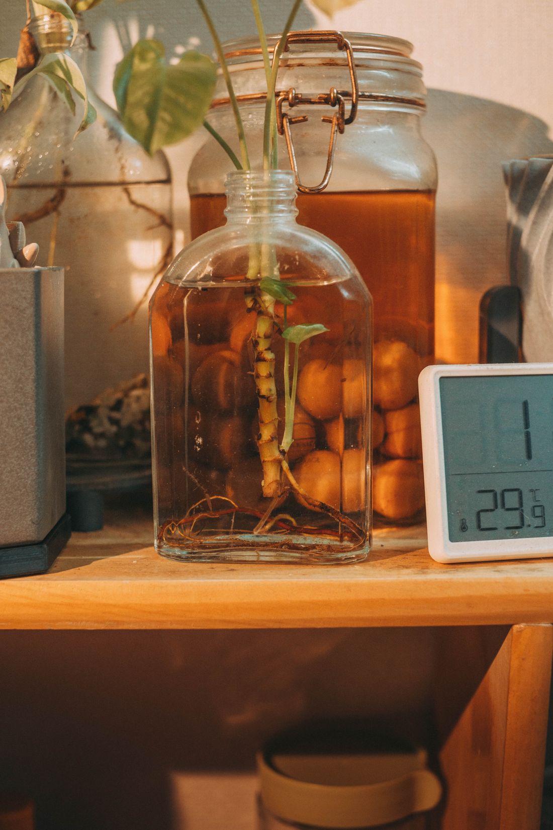 A cutting rooting in a glass bottle on a wooden shelf beside a digital thermometer reading 29.9 °C