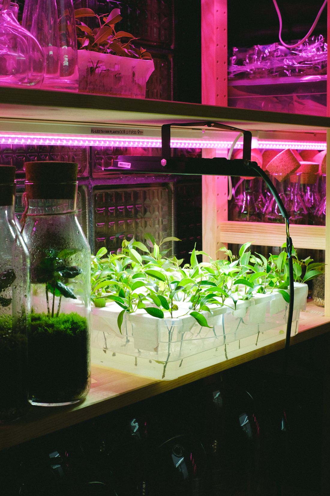 A tray of cuttings under a white LED bar on a shelf, with pink grow lights on the shelves above and below and no daylight anywhere