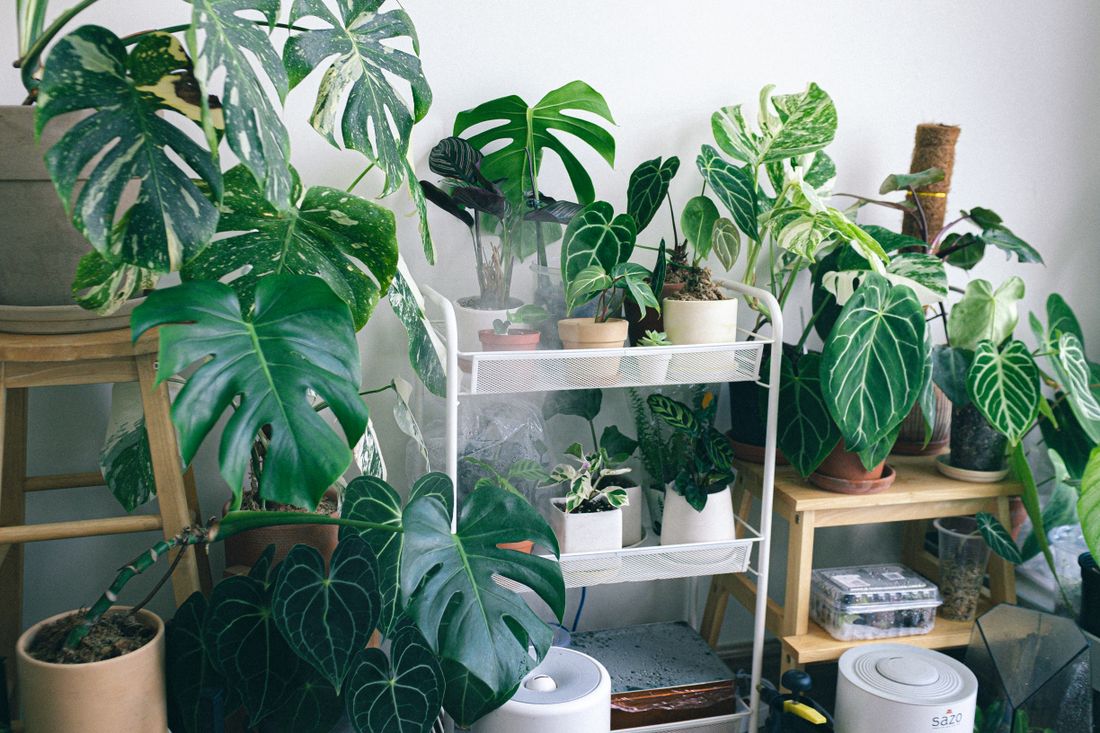 A dense group of tropical houseplants crowded on and around a white trolley, with two humidifiers running at floor level below them