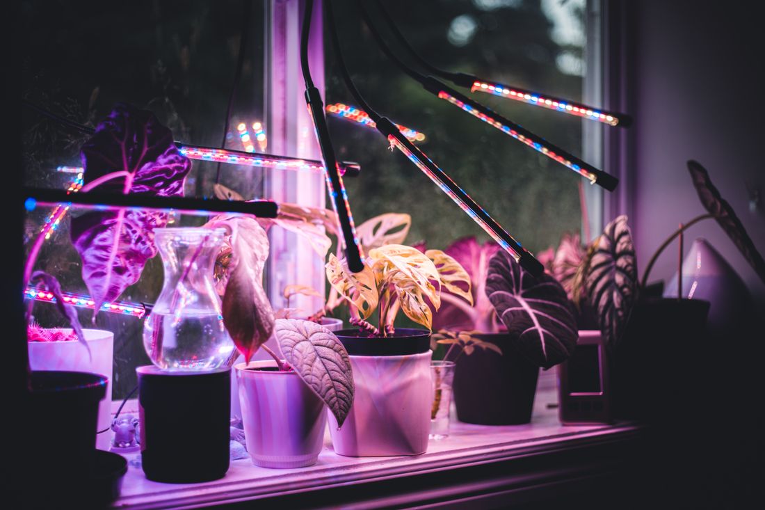 A windowsill of houseplants lit by several LED grow-light bars after dark, the window behind them almost black