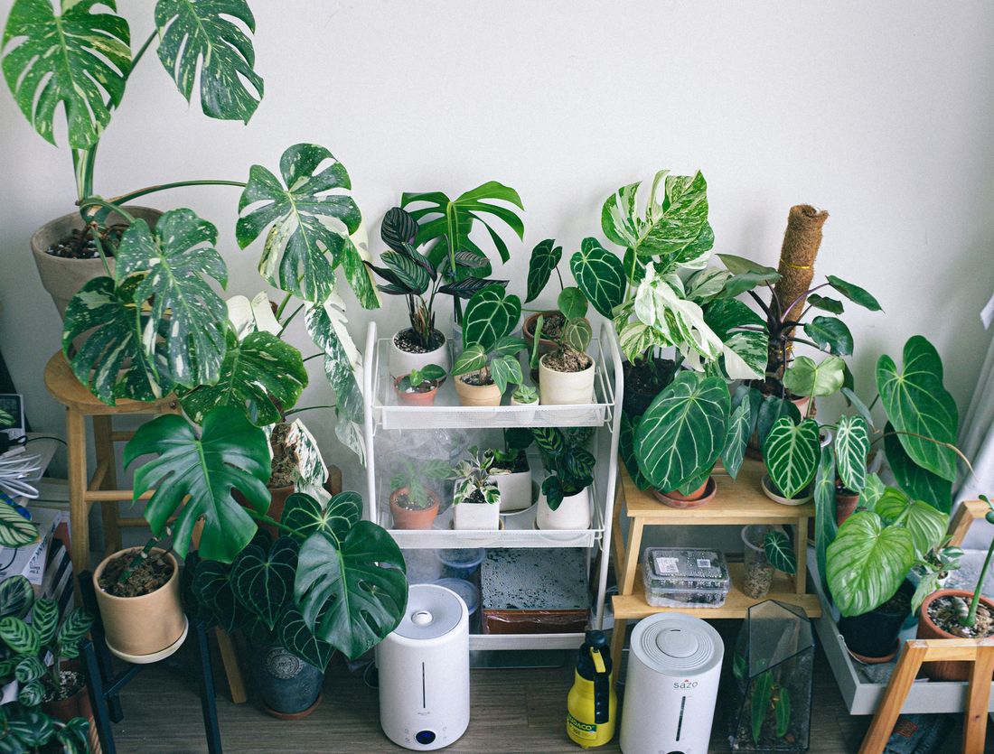 A corner of a room packed with tropical houseplants on stools, a trolley and shelves, with two humidifiers running on the floor beneath them