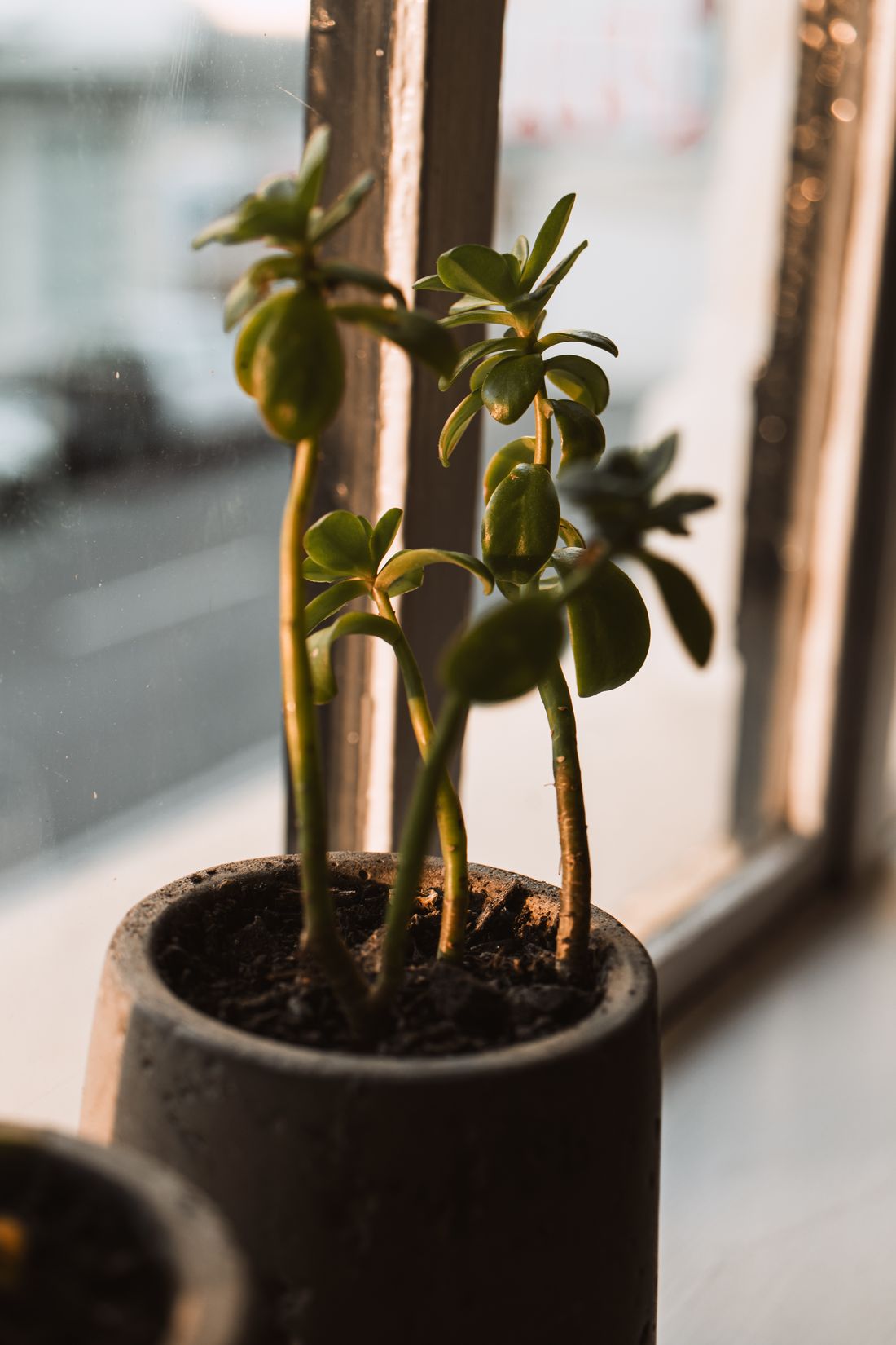 A young jade plant with long bare stems and leaves spaced widely apart, standing on a windowsill in low warm light
