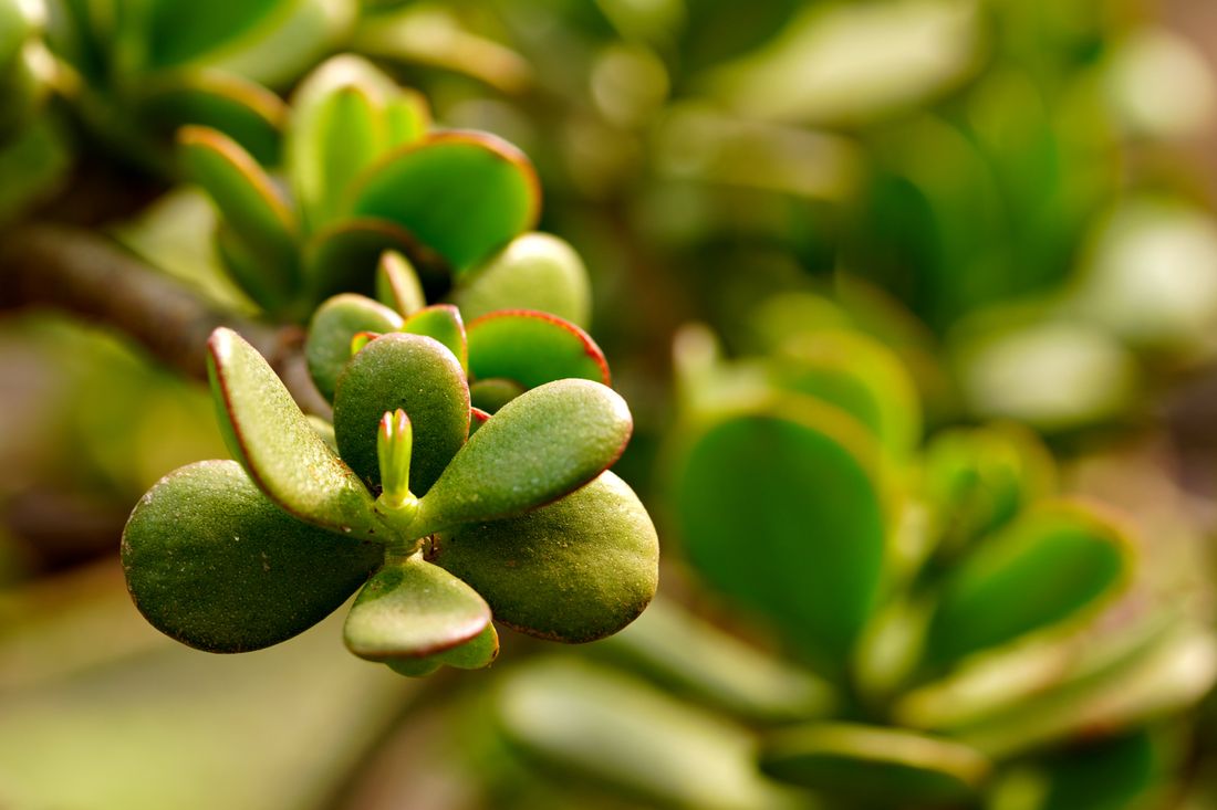 A close view of a jade plant's thick oval leaves in warm sun, every leaf edged in red, with more of the same plant blurred behind
