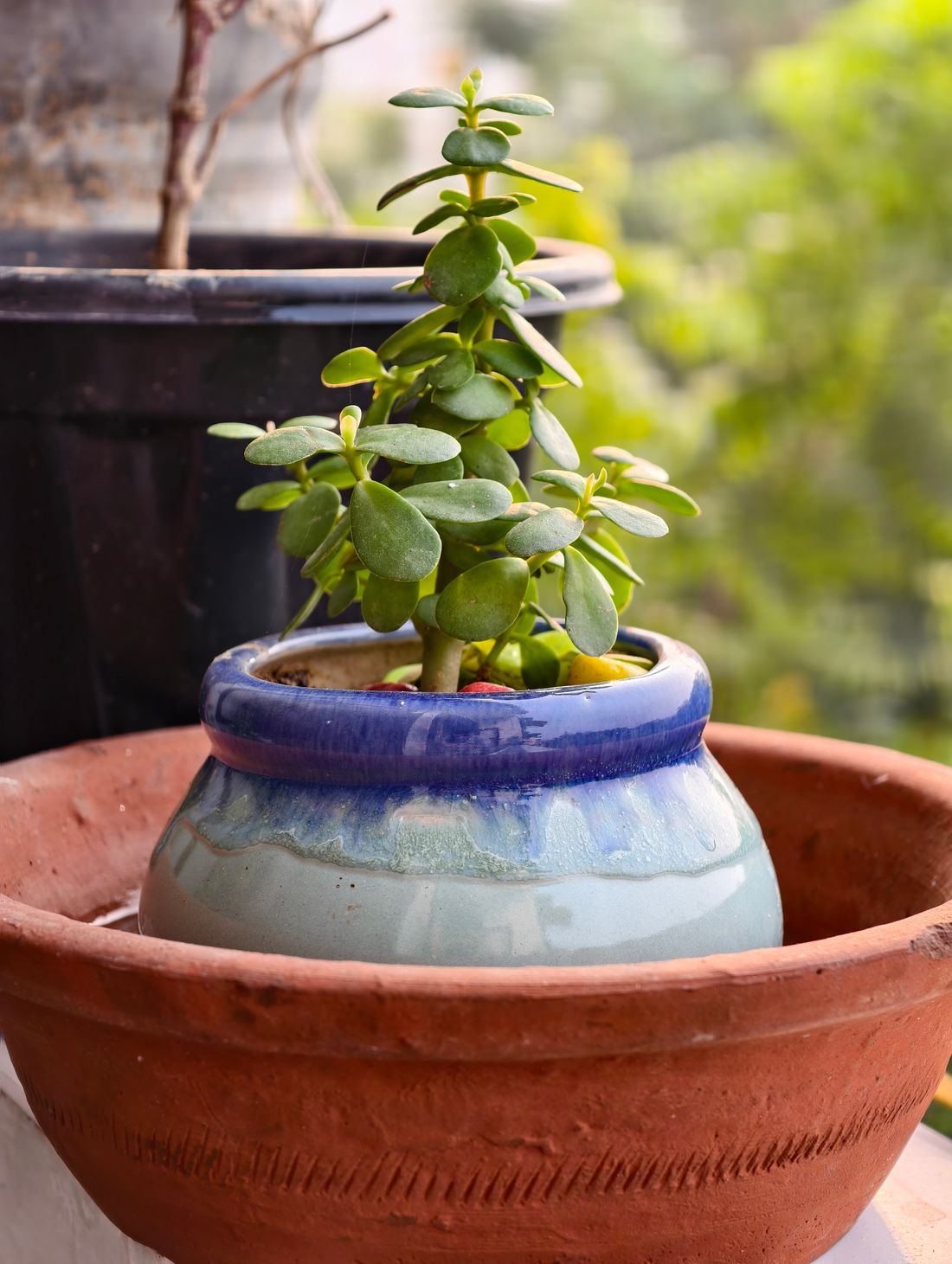 A small jade plant in a blue glazed pot standing outdoors in a terracotta bowl with garden greenery behind it