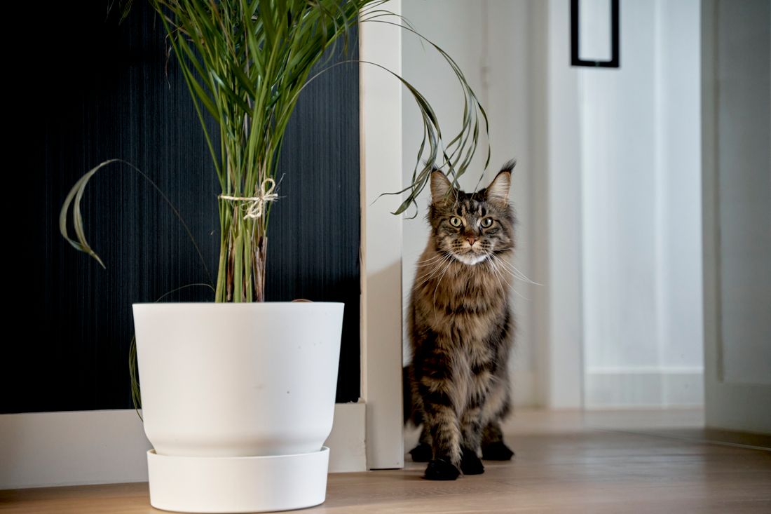 A long-haired tabby cat standing on a wooden floor beside a tall palm in a white floor pot, the plant well within its reach