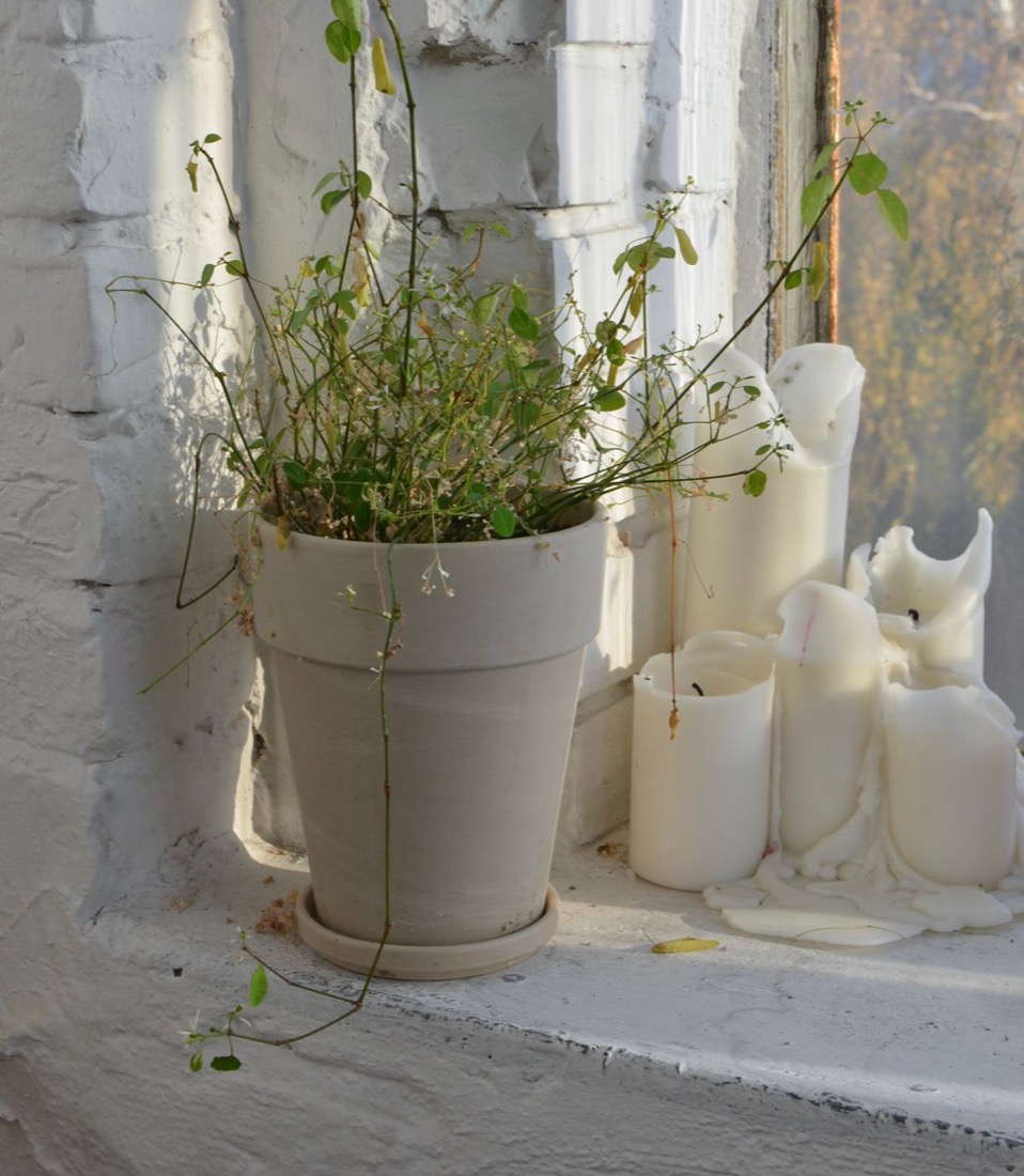 A potted plant on a white windowsill with long bare stems reaching out sideways and only a few small leaves at their tips