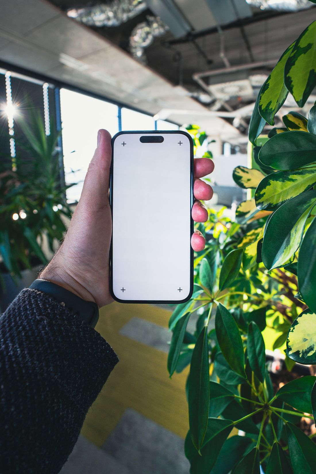 A hand holding a phone with a blank screen beside a large variegated schefflera in a bright, glazed office interior