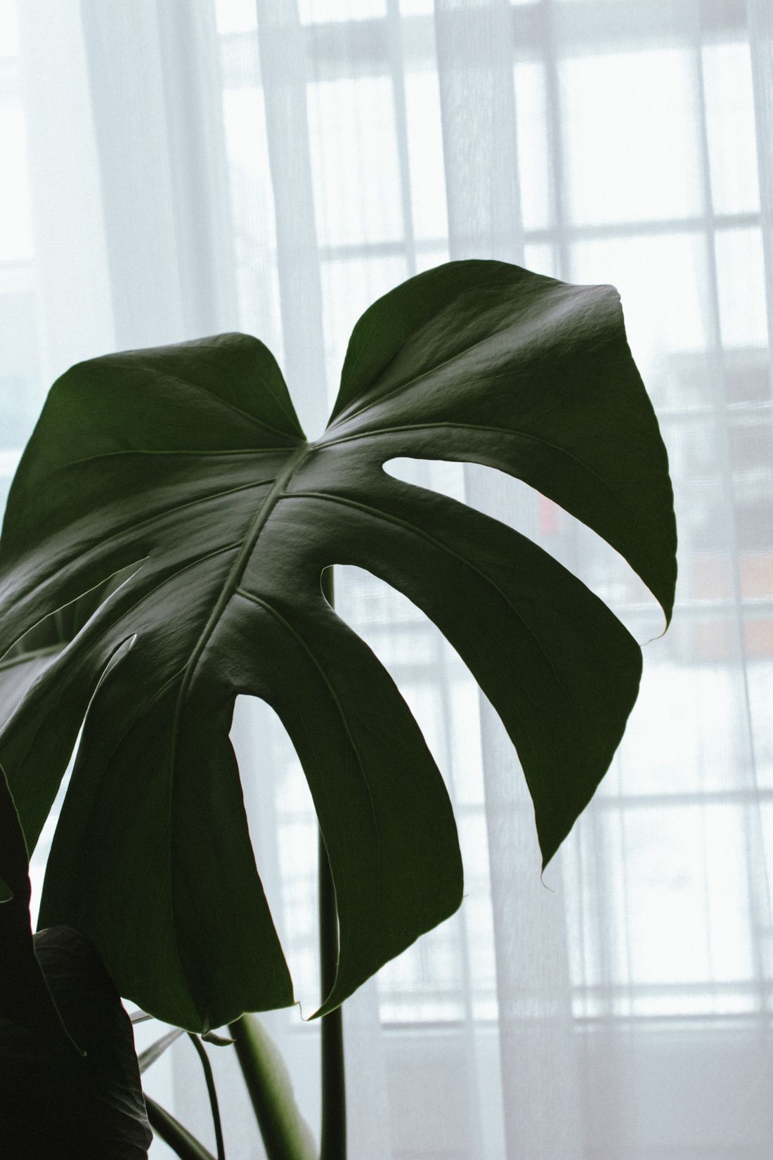 A large dark monstera leaf held against a window screened by a sheer white curtain, the daylight behind it very bright