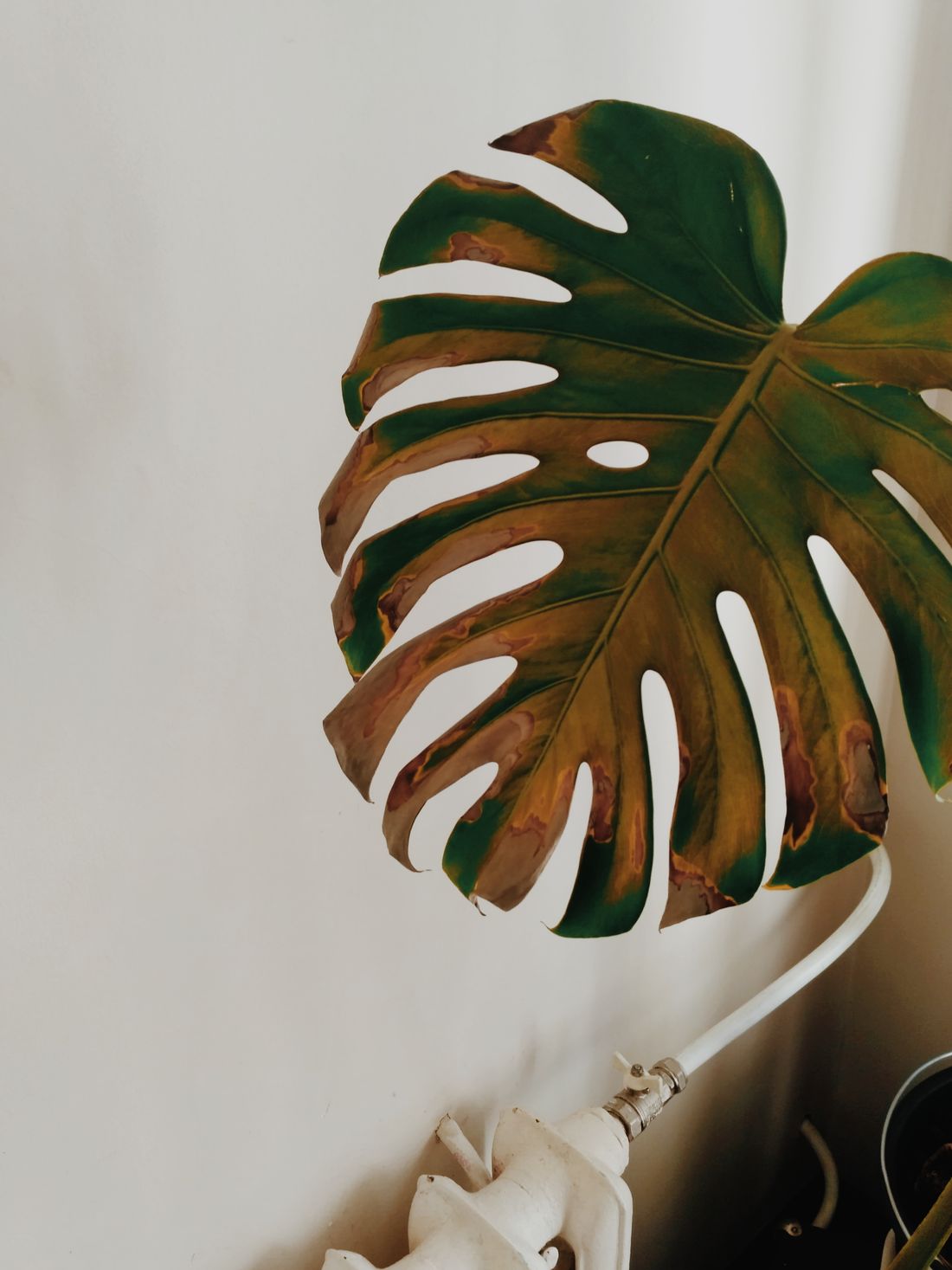 A monstera leaf browning along every cut edge, hanging above a white cast-iron radiator