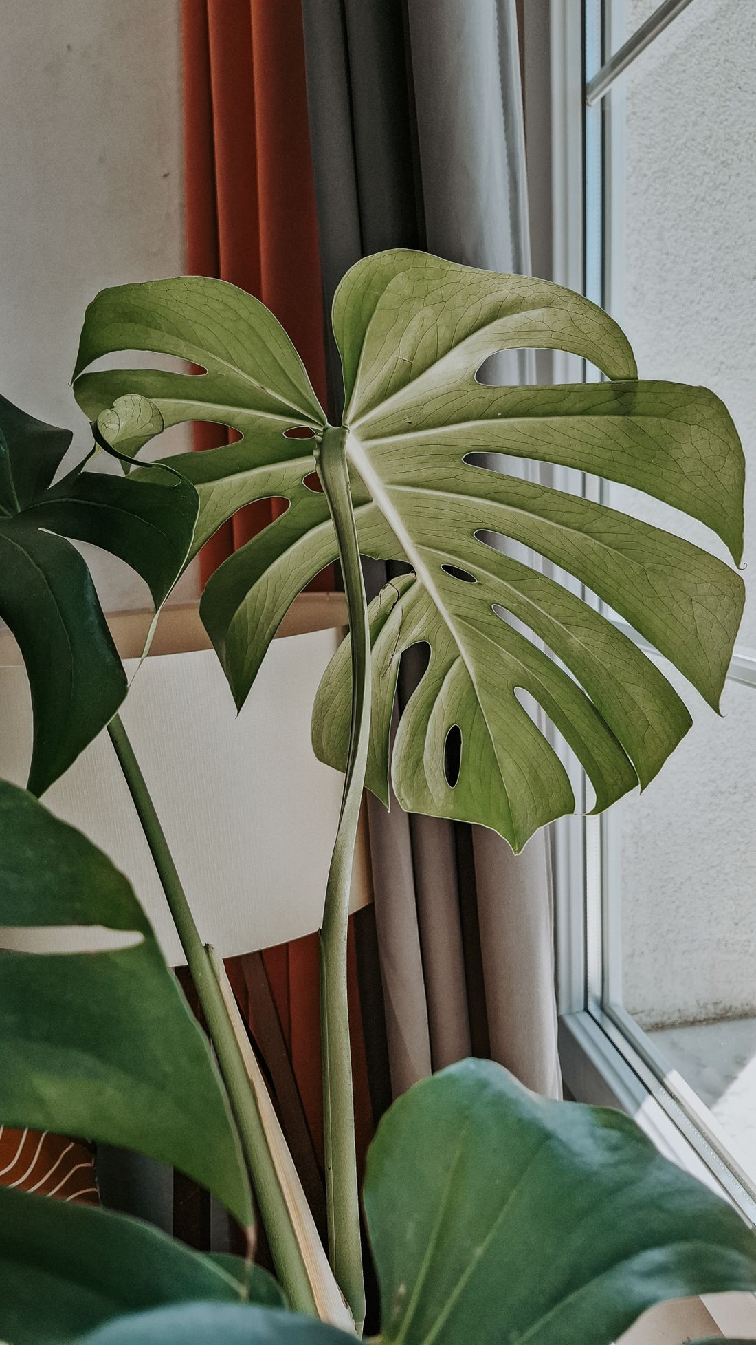 A large fenestrated monstera leaf beside a window, noticeably paler than the darker leaves below it