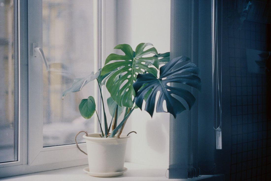 A small monstera in a white pot standing on a windowsill against a flat white sky, with vertical blinds drawn back at the right