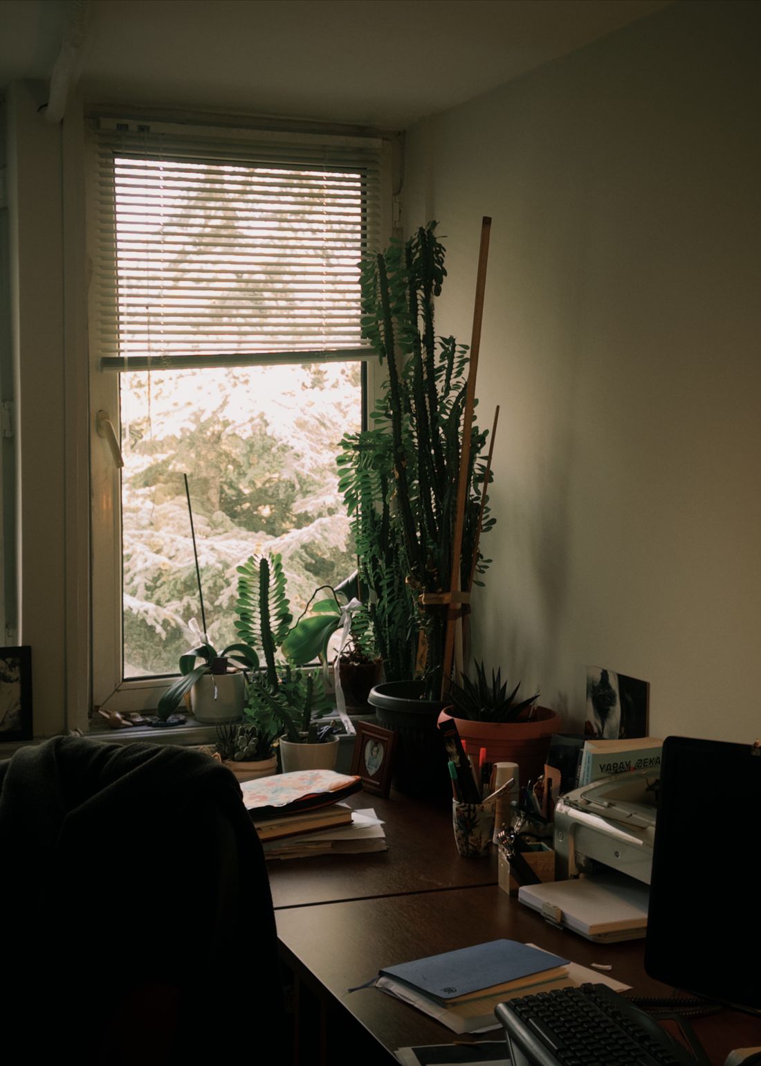 A desk beside a window with snow-covered branches outside, a tall euphorbia and several succulents crowded on the sill, the blind half lowered