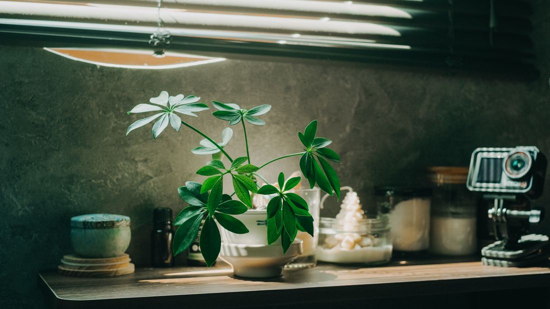 A schefflera on a shelf under a strip light, its stems leaning out toward the blind-covered window at the right of the frame