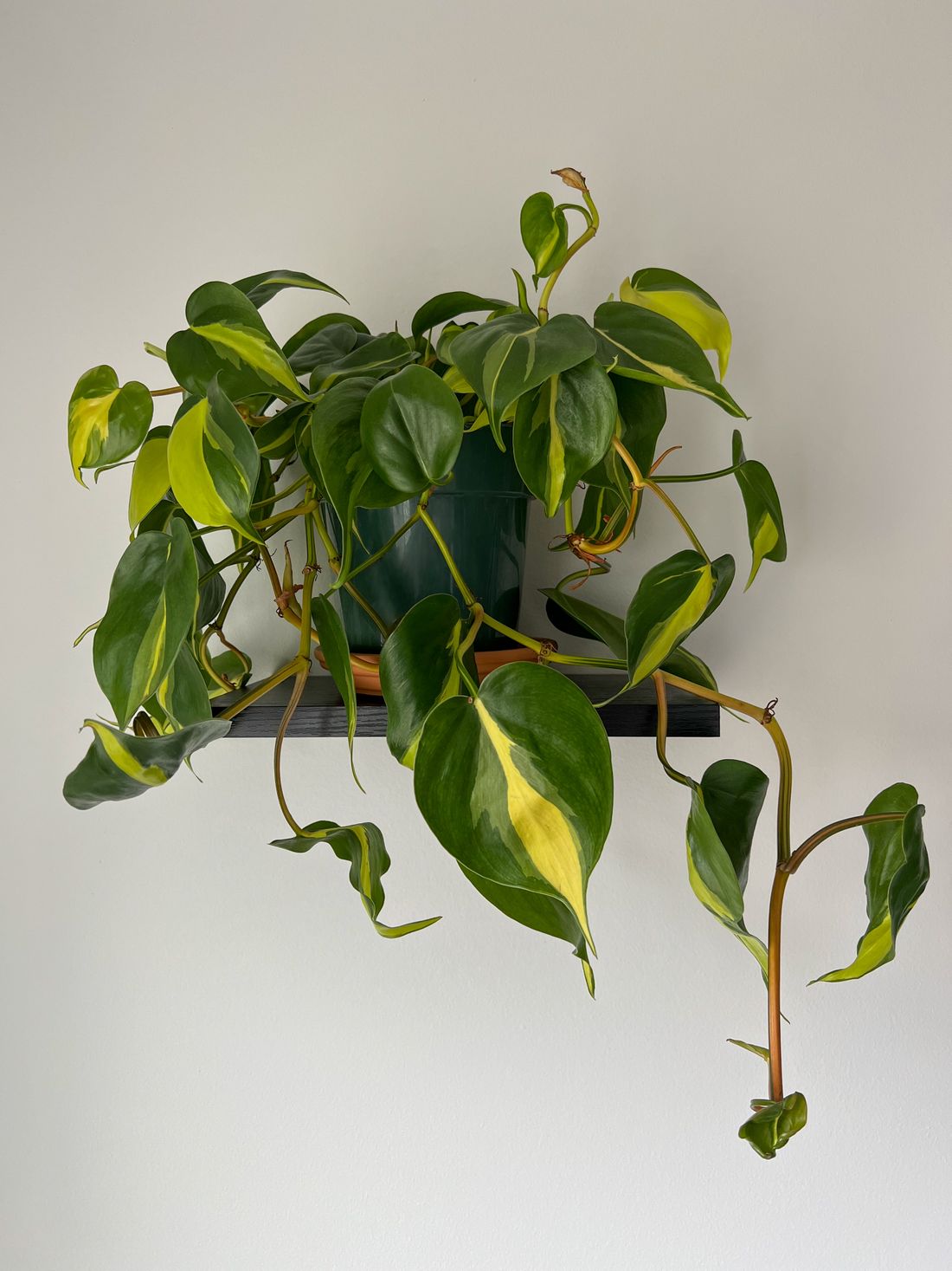 A variegated heartleaf philodendron on a small wall shelf, its trailing stems hanging well below the pot against a plain wall