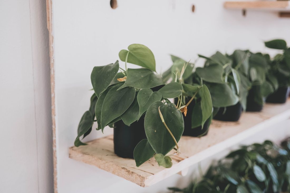 A row of identical young heartleaf philodendrons in black nursery pots along a wooden shelf against a white wall