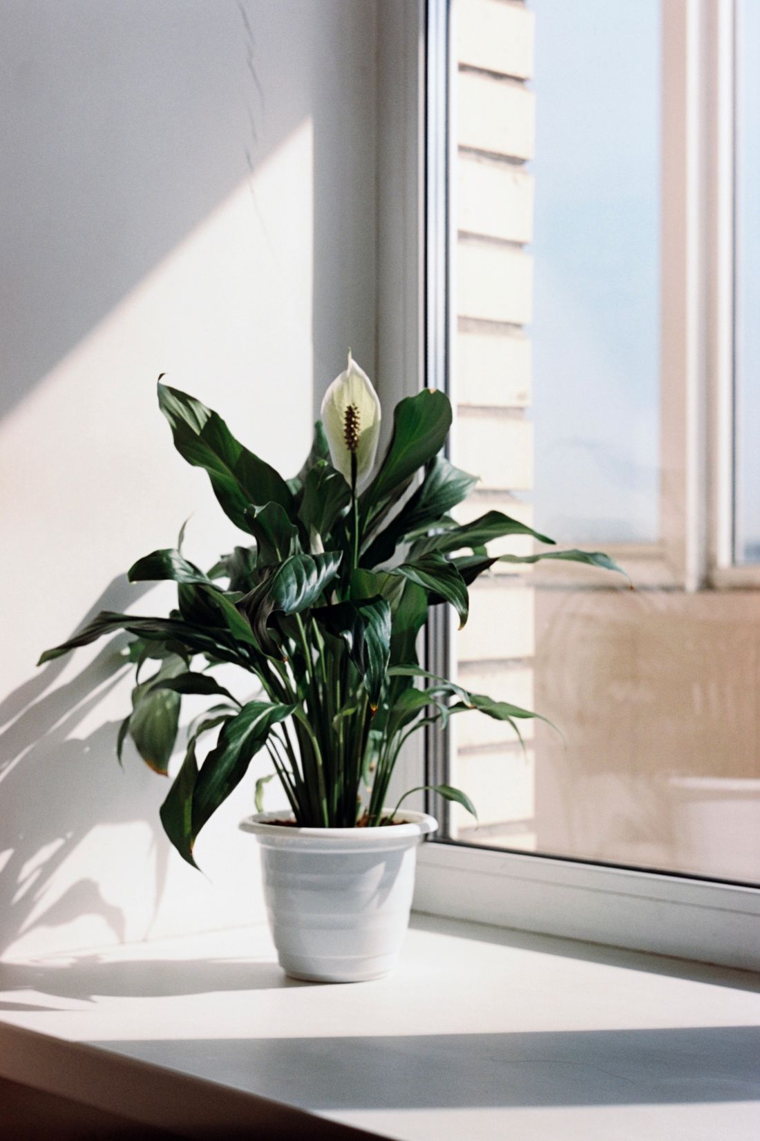 A flowering peace lily in a white pot on a sunlit windowsill, casting a hard shadow on the reveal, with brown marks on some leaf tips