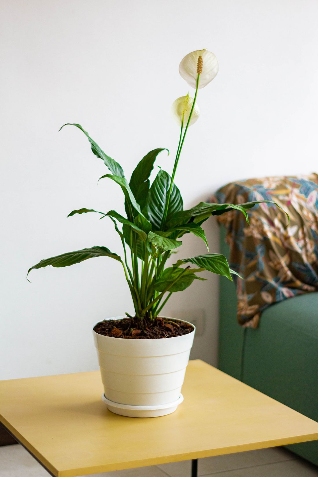 A flowering peace lily in a cream pot on a small side table in a room, with a sofa behind it and no window in shot