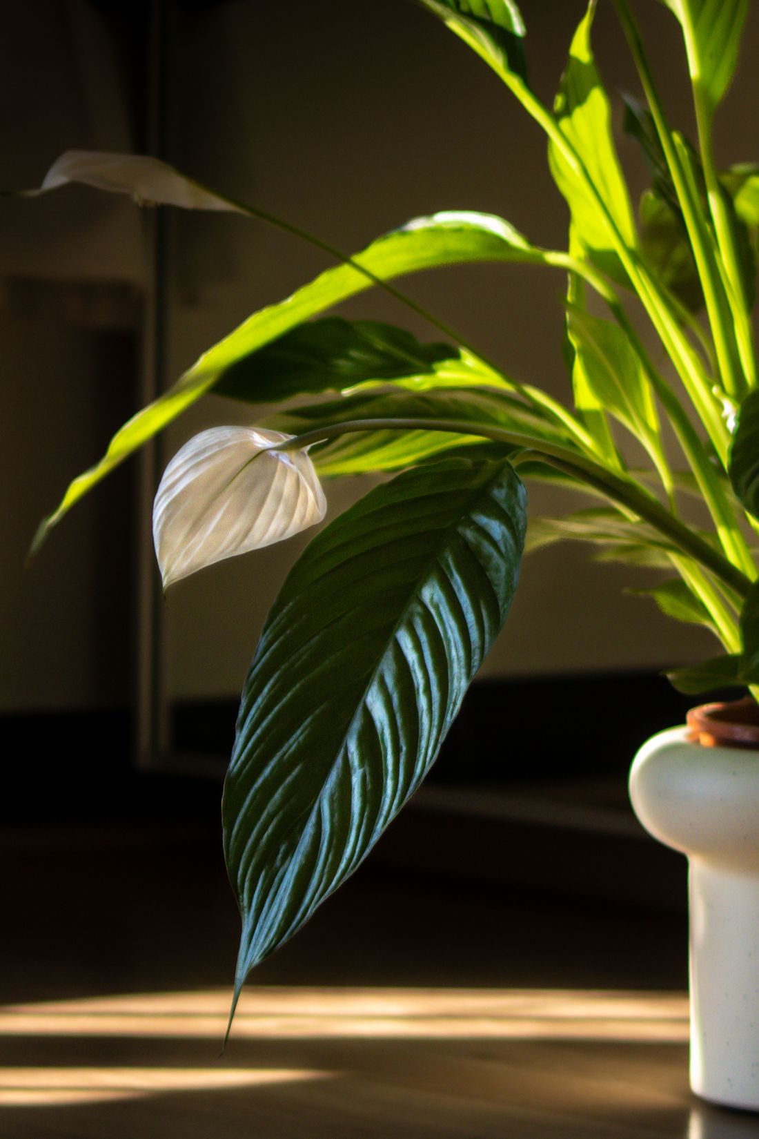 A peace lily lit from one side by low sun, half its leaves brilliantly lit and half in deep shadow, a bar of sunlight on the floor beside it
