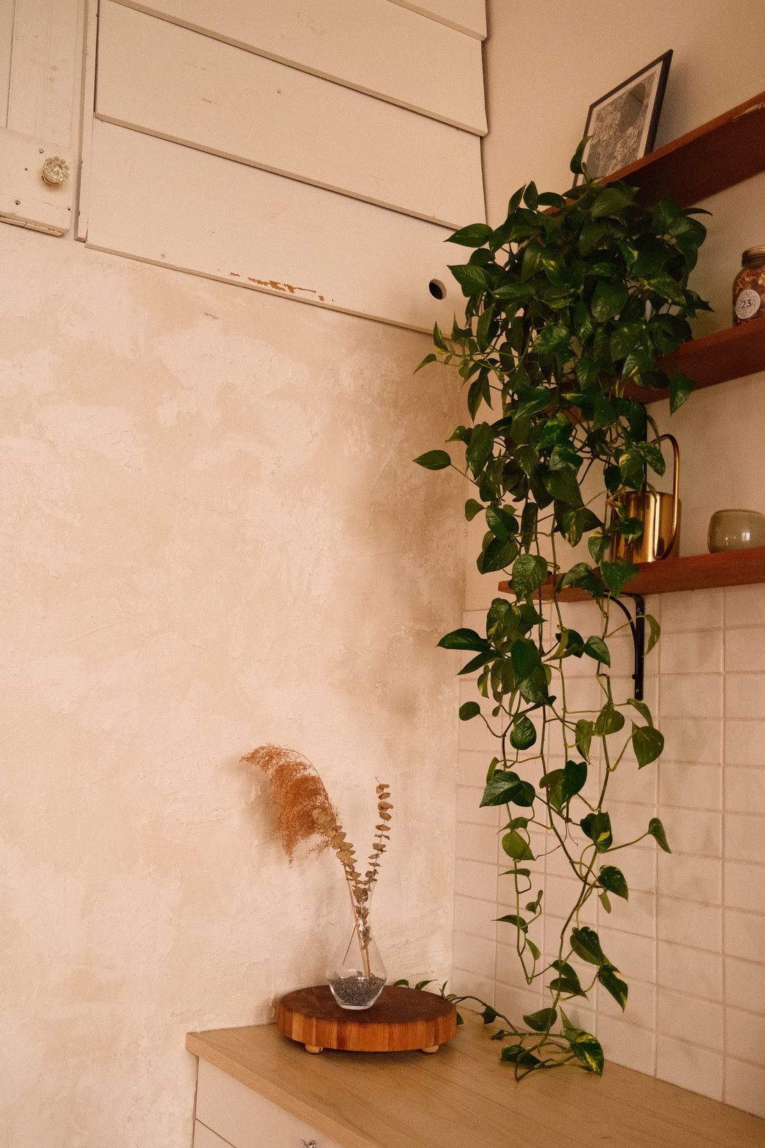 A golden pothos trailing from a high shelf in the corner of a room, its vines hanging down a tiled wall, with no window in shot