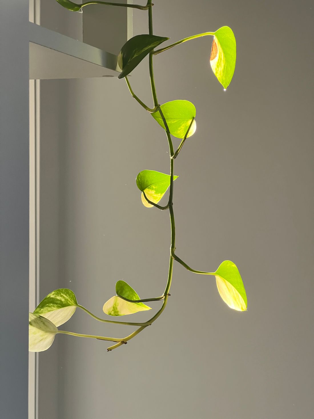A single pothos vine hanging from a shelf against a plain wall, its leaves small and widely spaced along a long bare stem