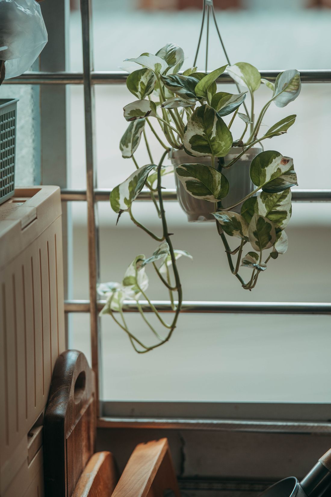 A variegated pothos in a hanging pot in front of a bright window, its white-and-green leaves lit from behind, one leaf marked brown