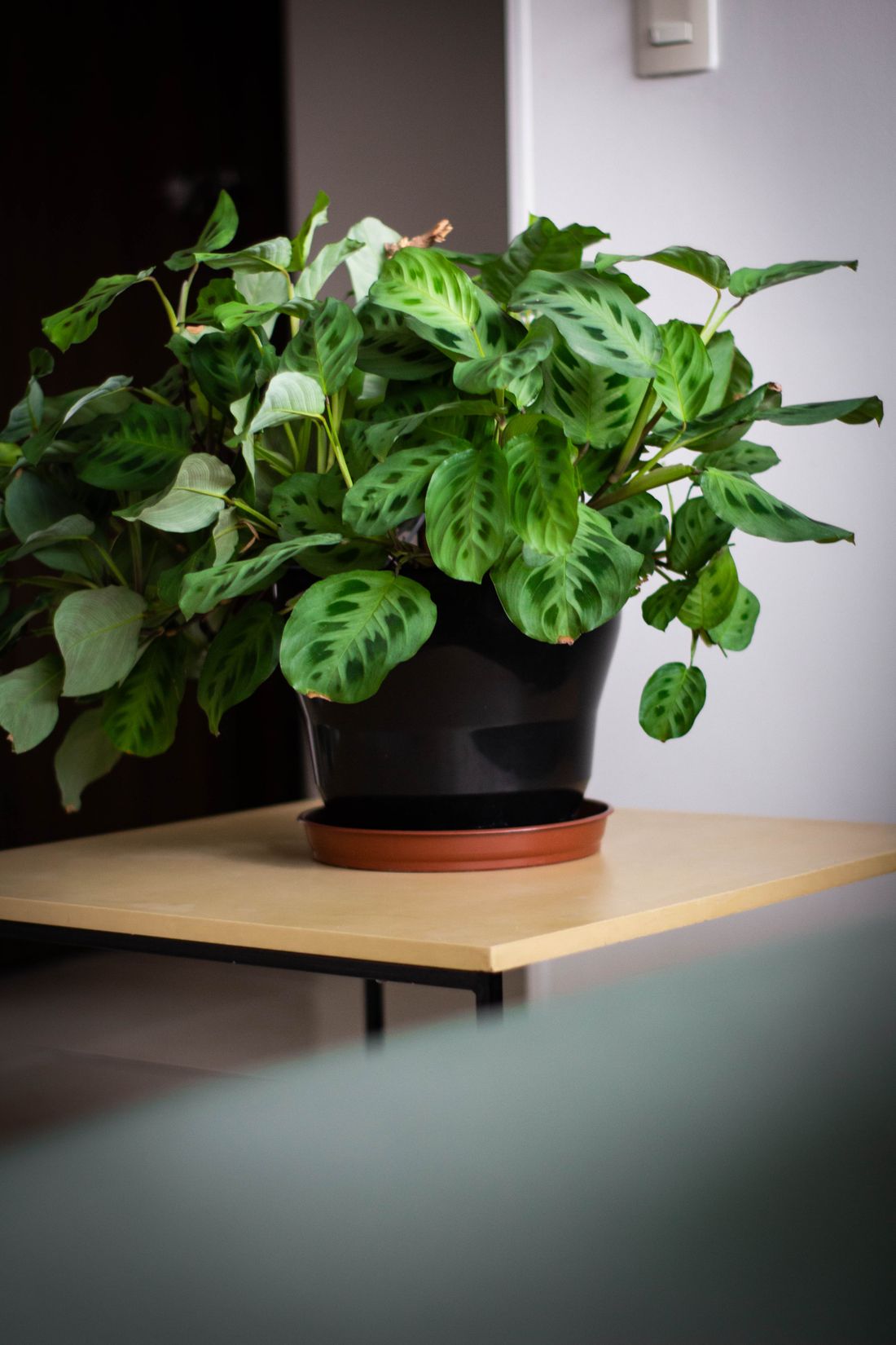 A large prayer plant spreading over the edge of a table indoors, several of its leaves crisped brown at the tips and margins