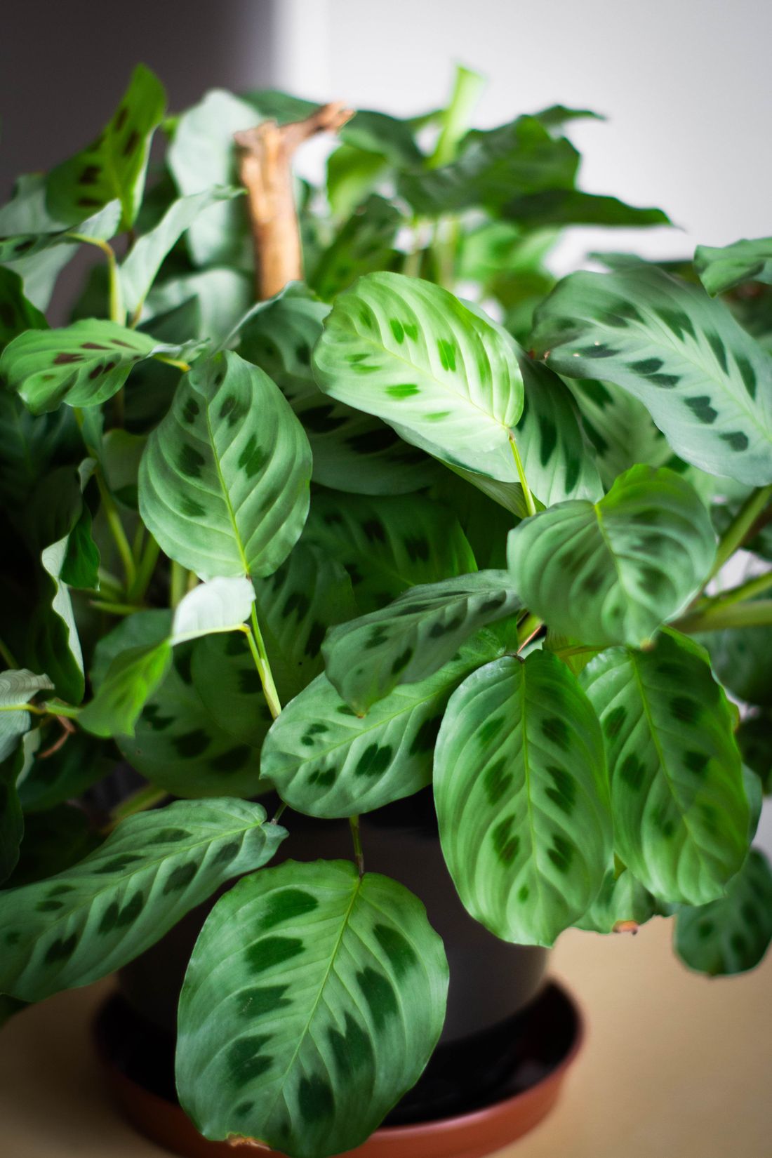 A close view of prayer plant foliage, the leaves patterned in two tones of green with paler veins, one dry stub of an old stem among them