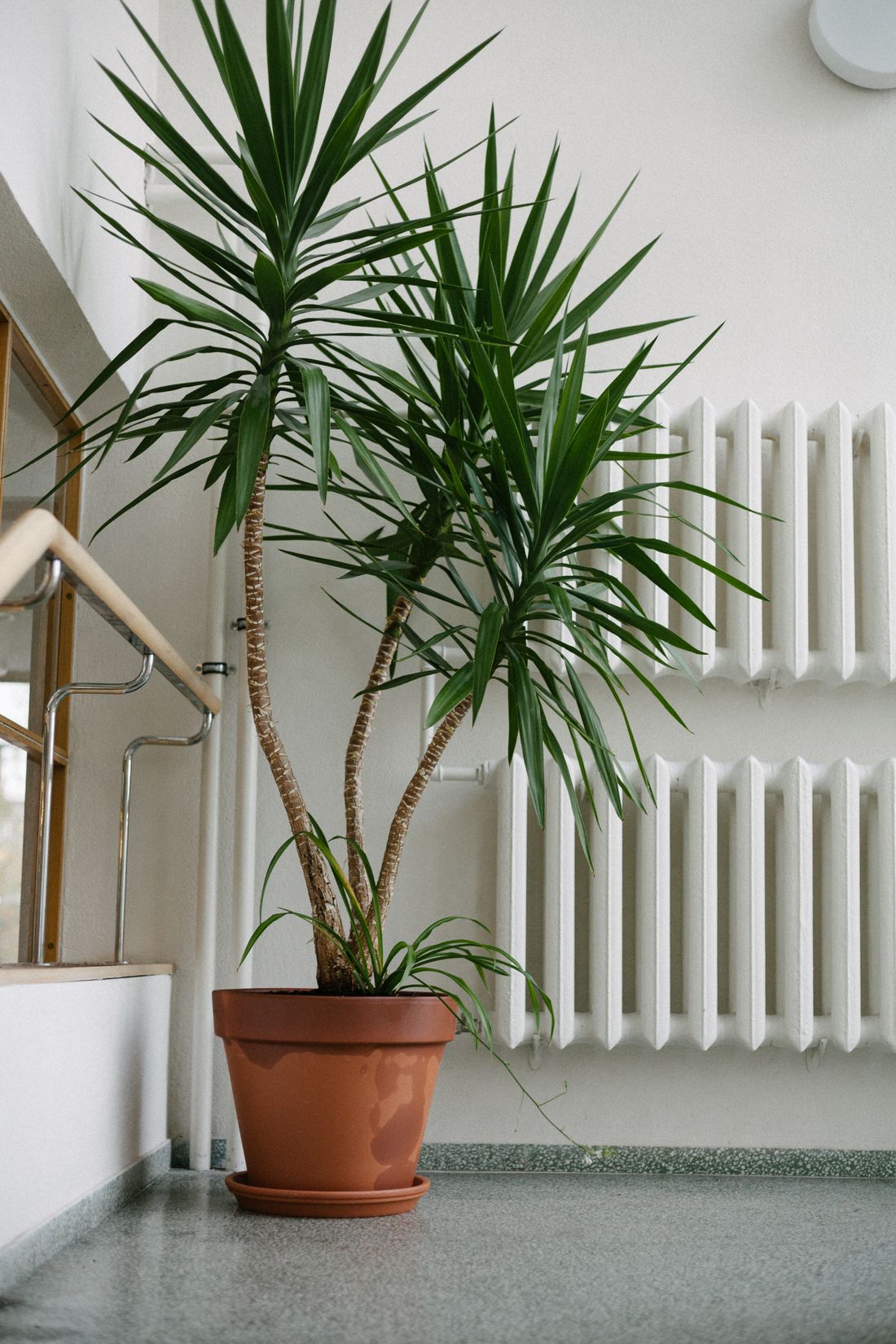 A tall yucca in a terracotta pot standing on the floor beside a wall radiator, next to a window
