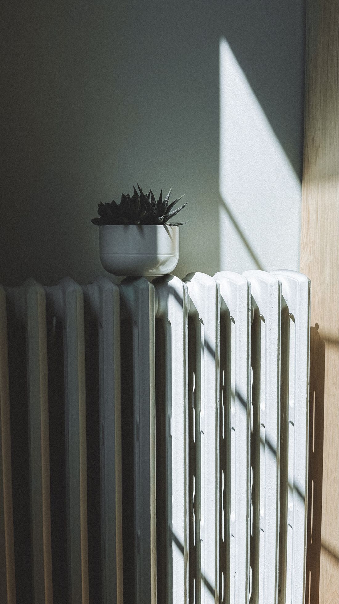 A small succulent in a white bowl standing directly on the top fins of a cast-iron radiator, half of it in a shaft of window light