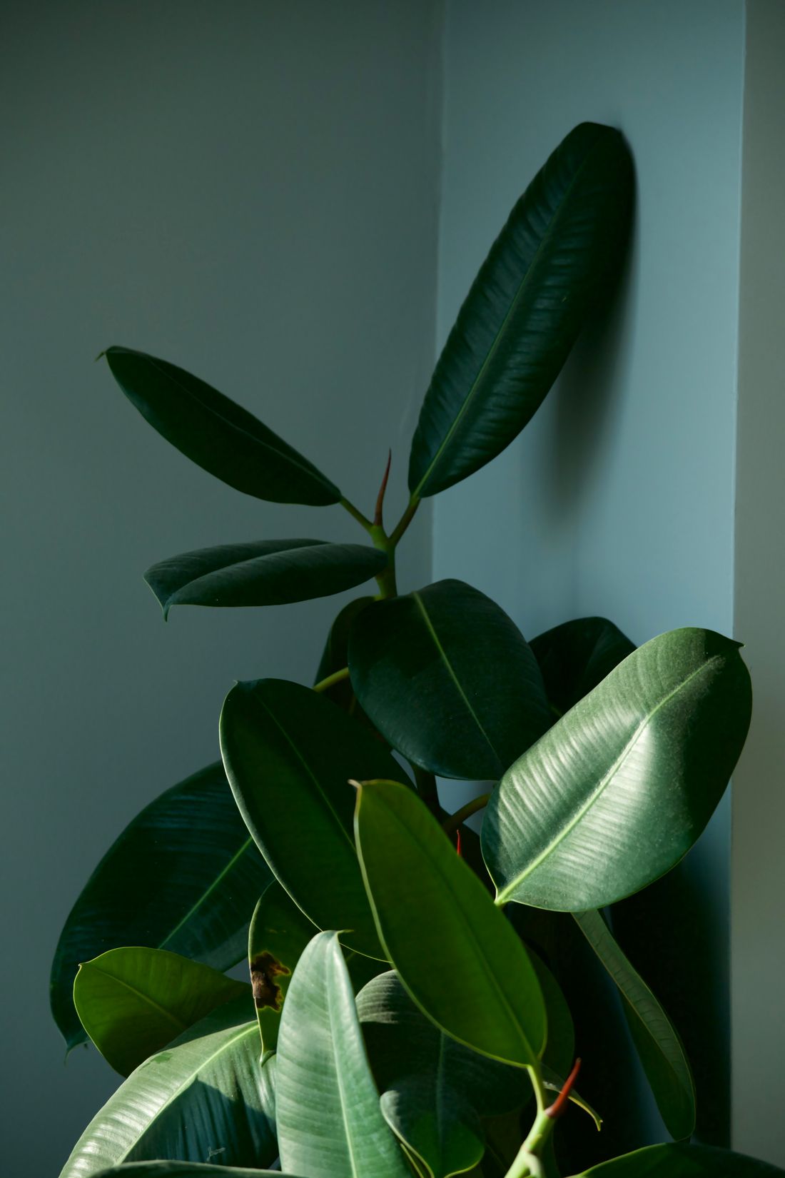 A rubber plant with broad glossy leaves photographed close up in a room