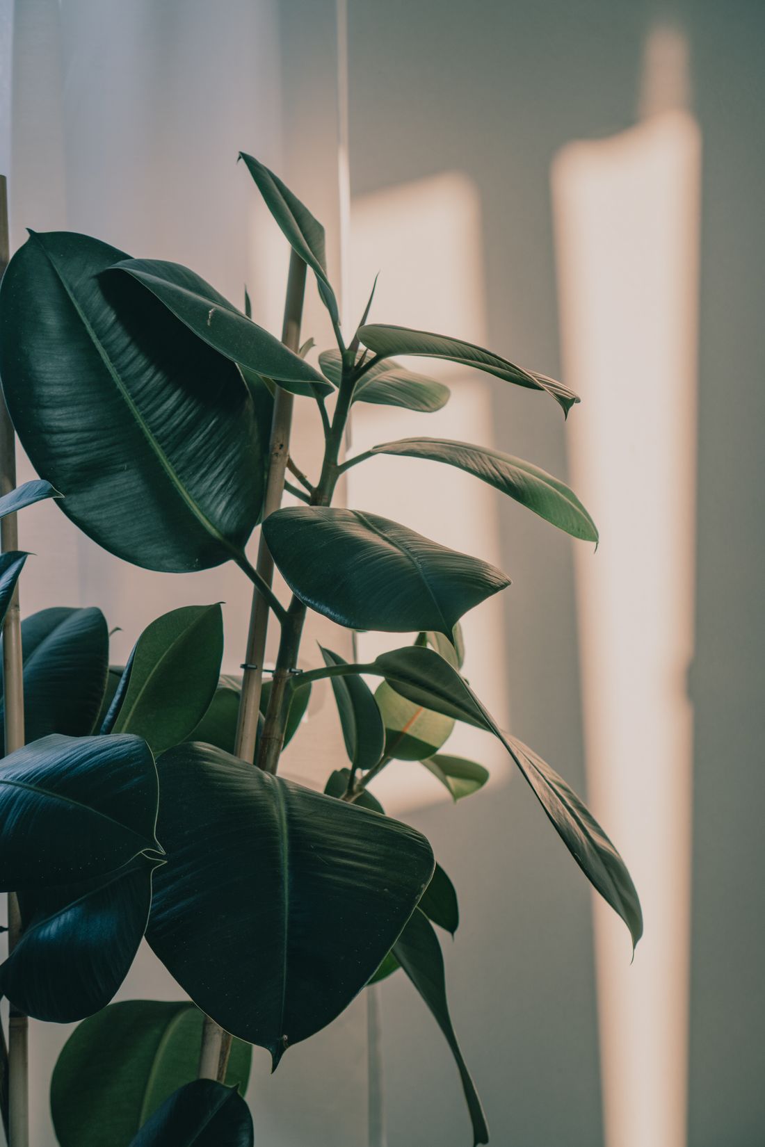 A rubber plant with dark glossy leaves in front of a pale wall, low warm sunlight falling across the wall behind it in broad bars