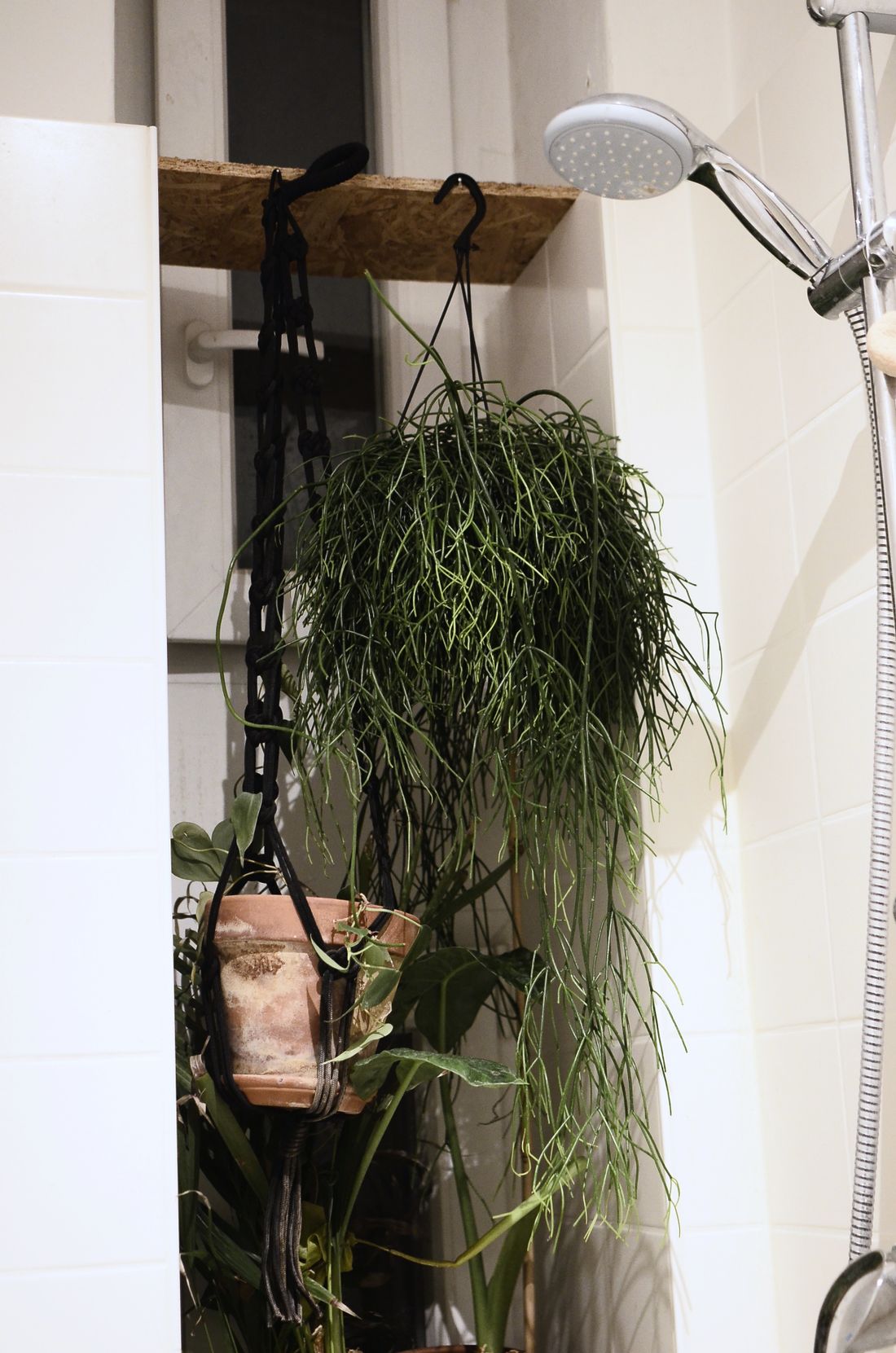 Plants hanging from a board above a tiled shower enclosure, the shower head beside them