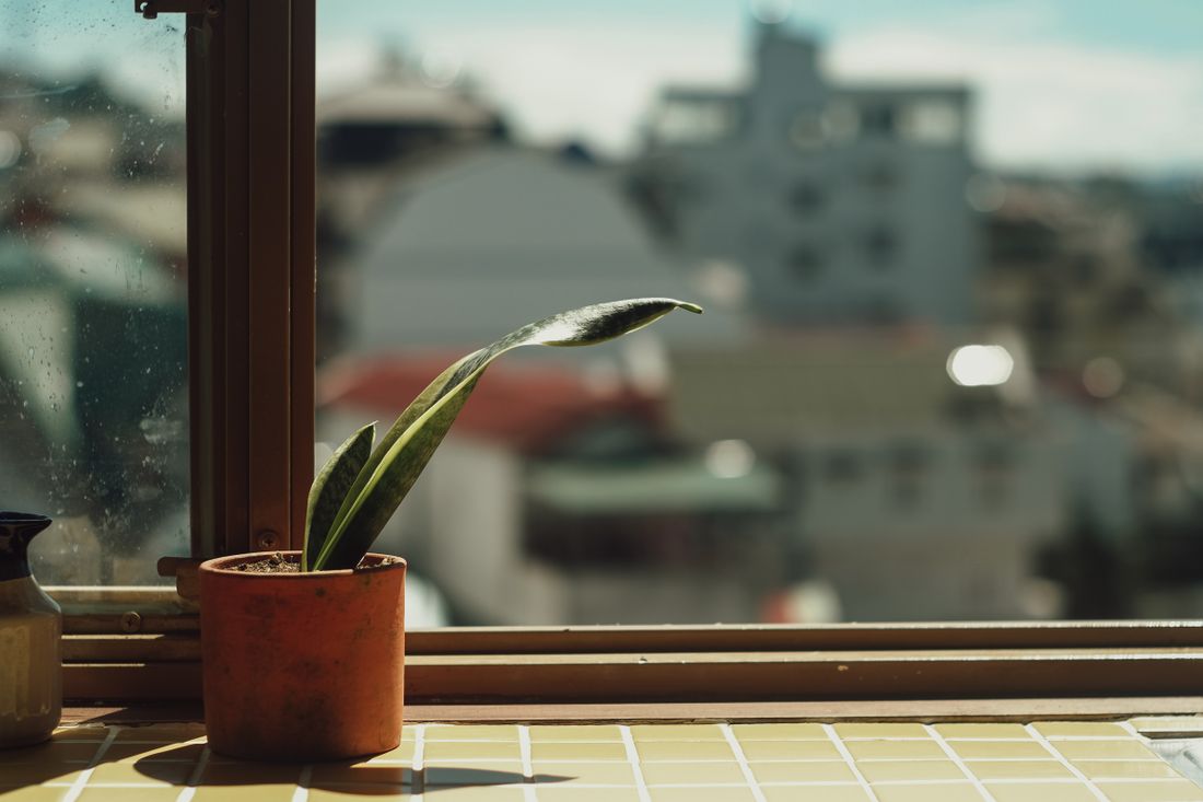 A small snake plant on a sunlit windowsill casting a hard-edged shadow across the tiles, a city view outside