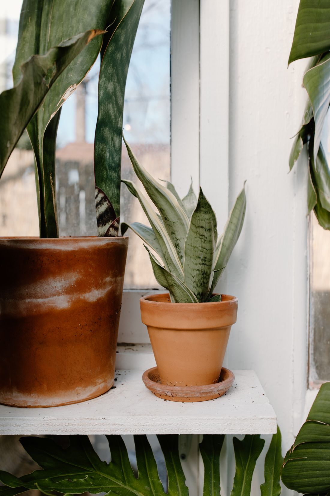 Two snake plants of different sizes on a white shelf at a window, one tall in a glazed pot and one small in terracotta
