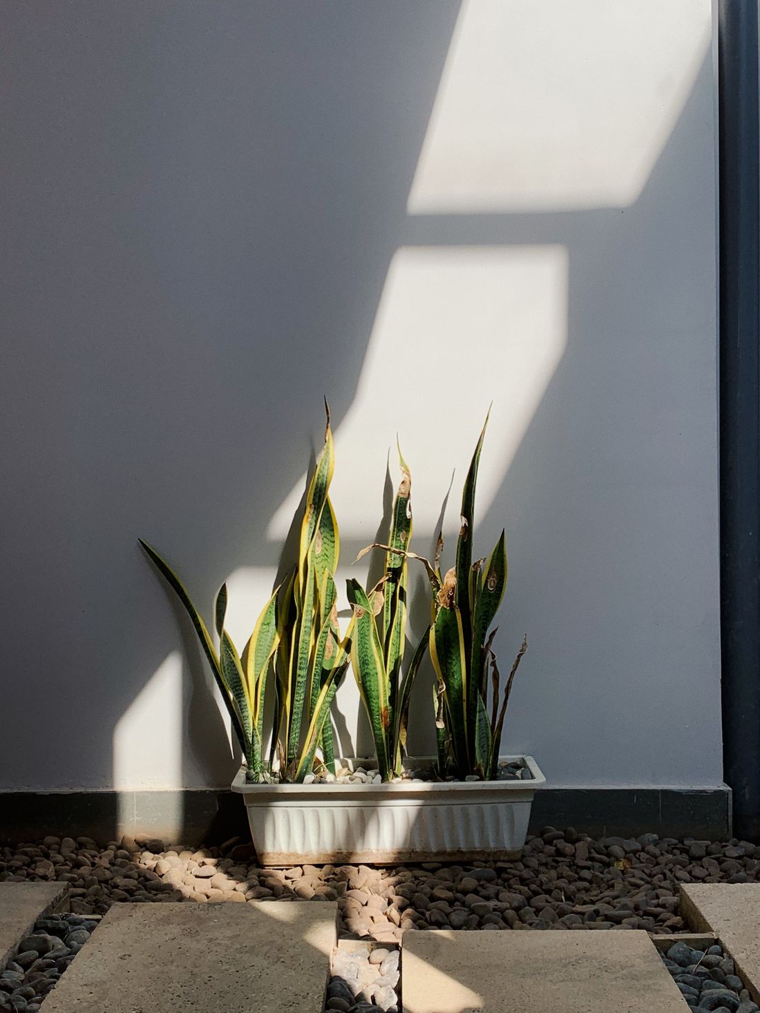 A trough of snake plants against a wall in a hard-edged patch of direct sun, several leaves marked and browned at the tips