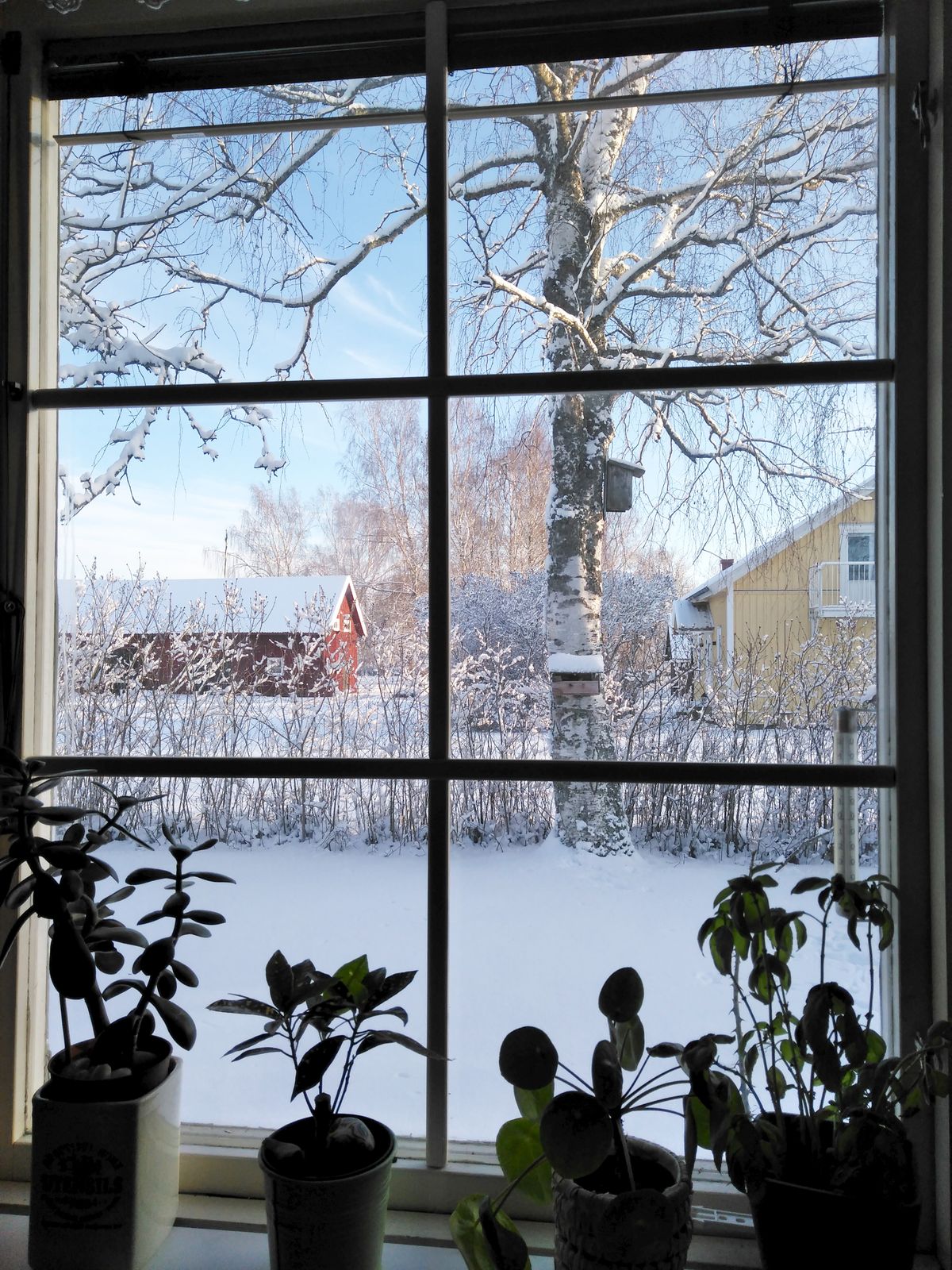 Four potted plants crowded on a bright windowsill, snow-covered birch and houses outside, an outdoor thermometer fixed to the frame