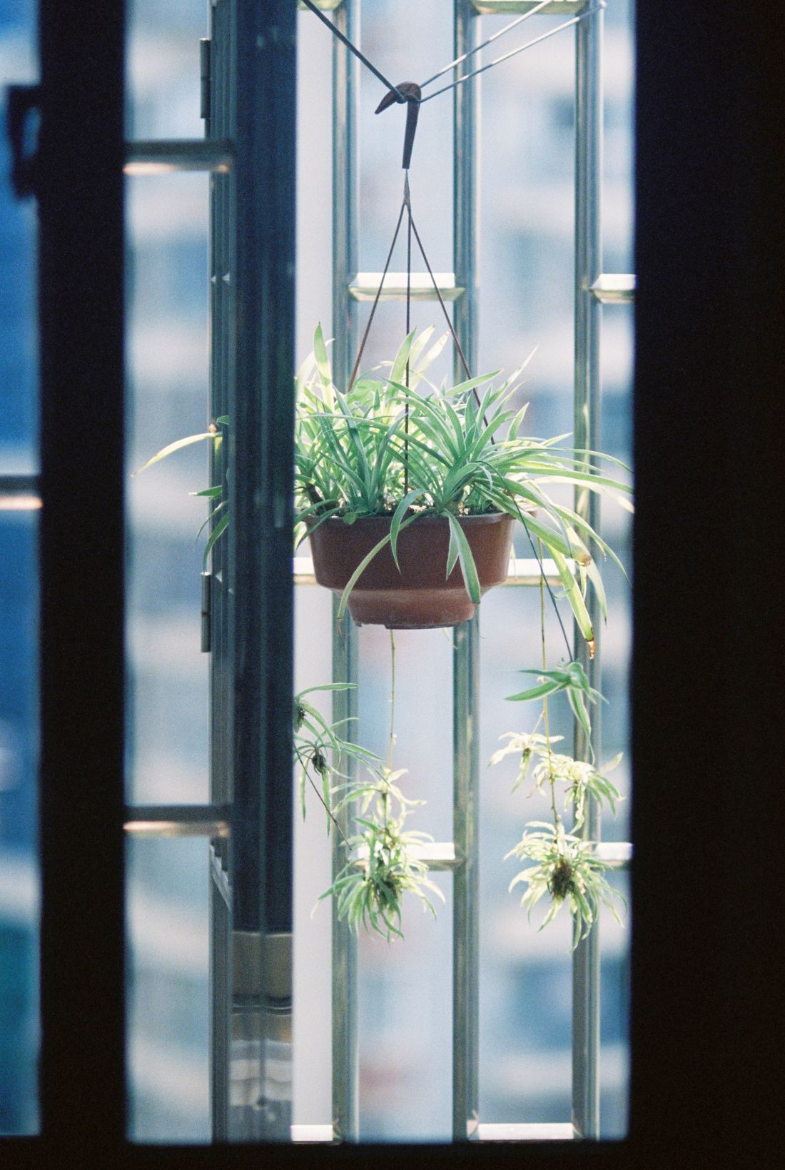 A spider plant in a hanging pot in an open window, several plantlets dangling below it on long stems against a bright city view