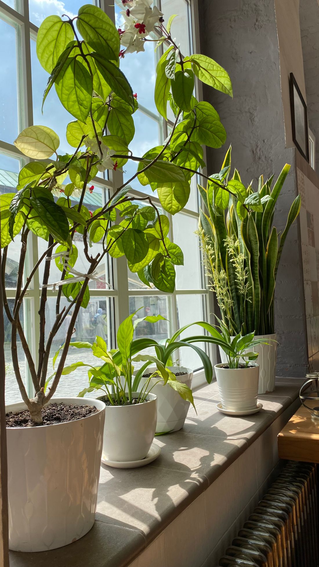 Five potted plants along a deep sunlit windowsill, a radiator beneath and a street outside