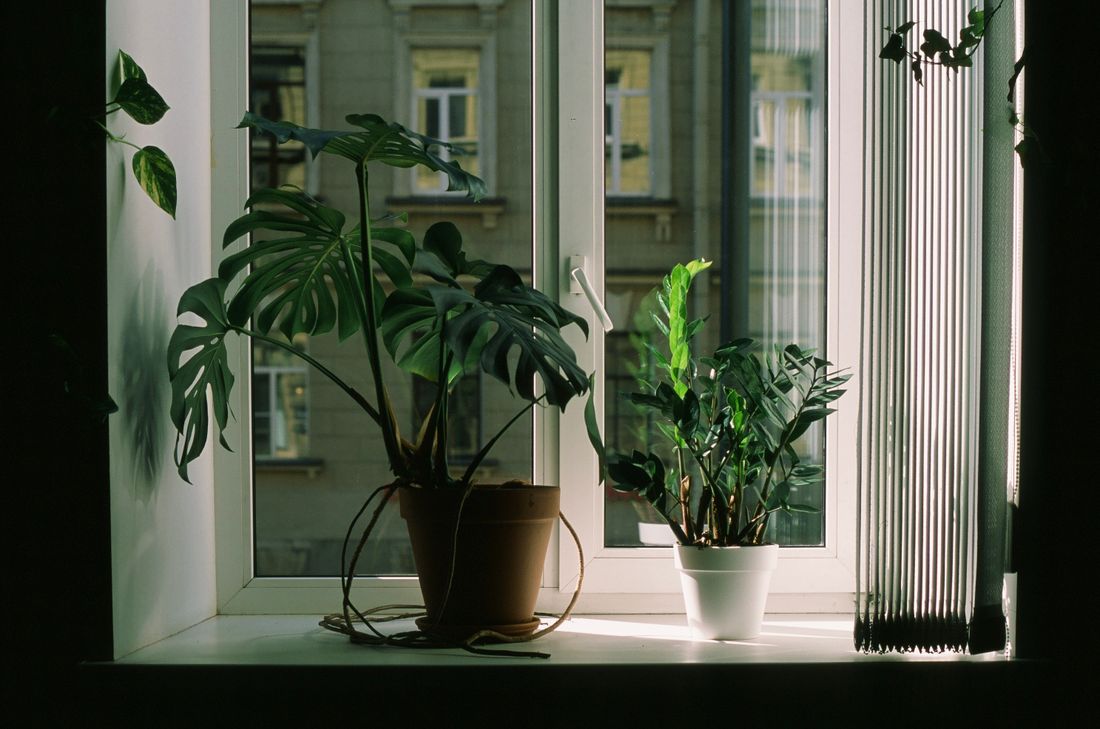 A monstera and a ZZ plant on a windowsill in a dim room, the building opposite lit by sun while the sill itself is in shade